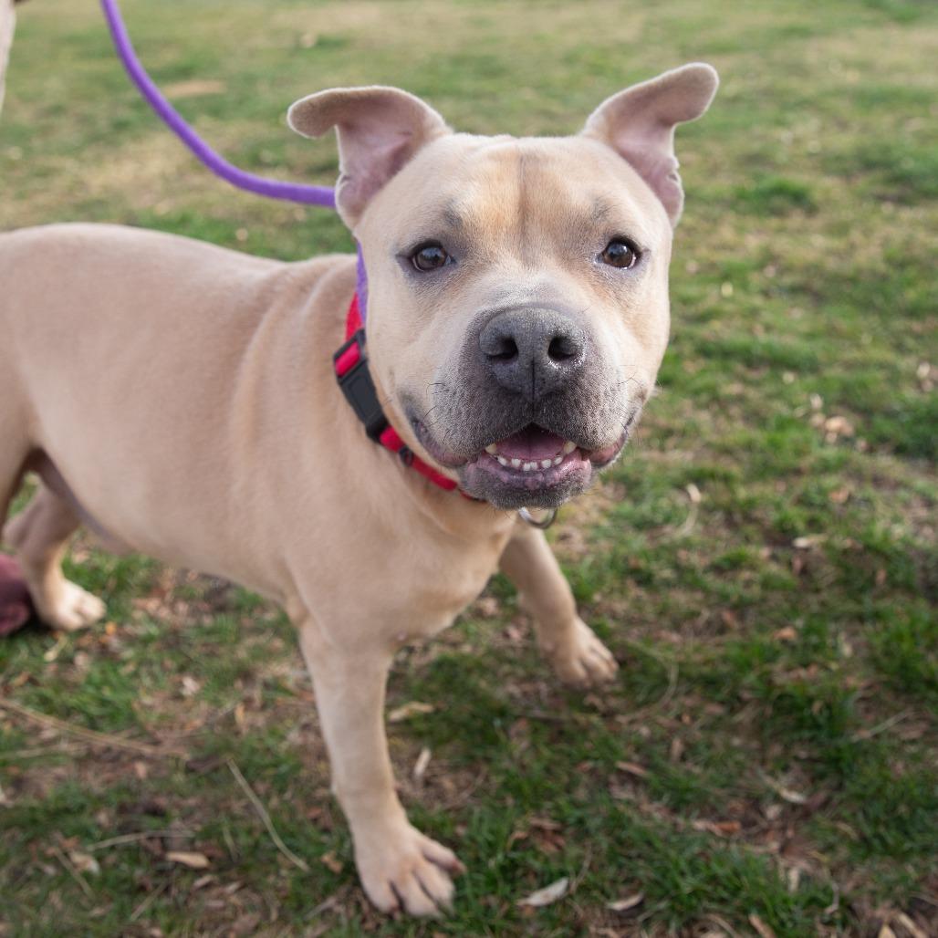 Enlarge McLovin, a Adoptable mixed breed in Salt Lake City, UT image 5/6