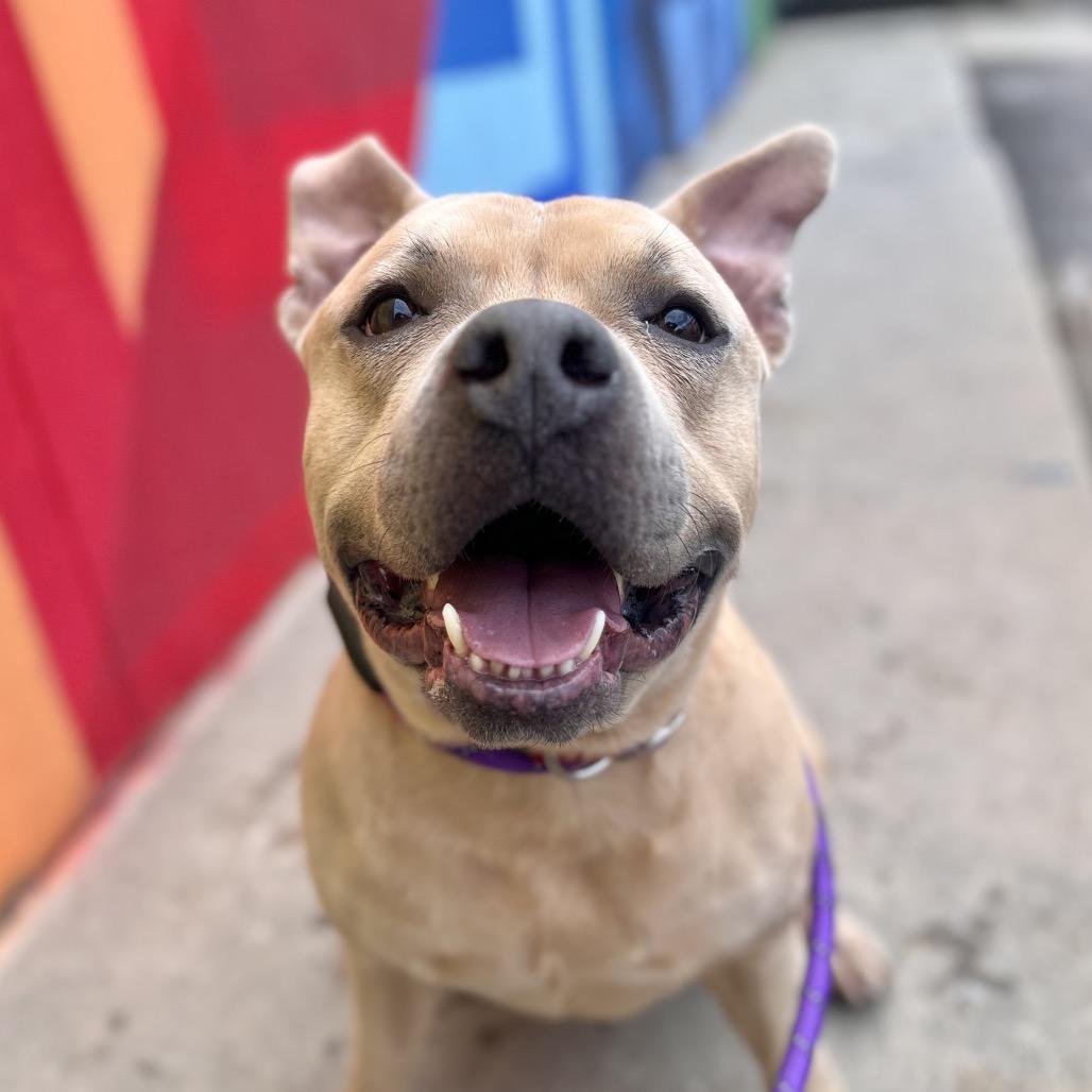 Enlarge McLovin, a Adoptable mixed breed in Salt Lake City, UT image 6/6