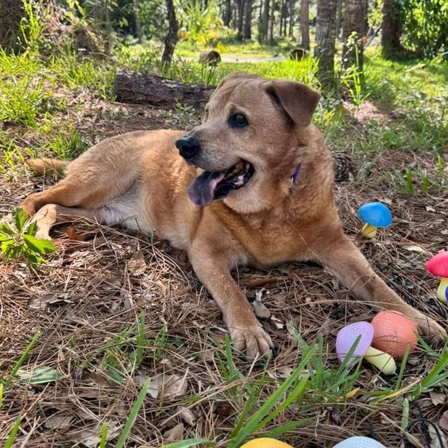 Joy, Adoptable, Senior Male Labrador Retriever & Mixed Breed.