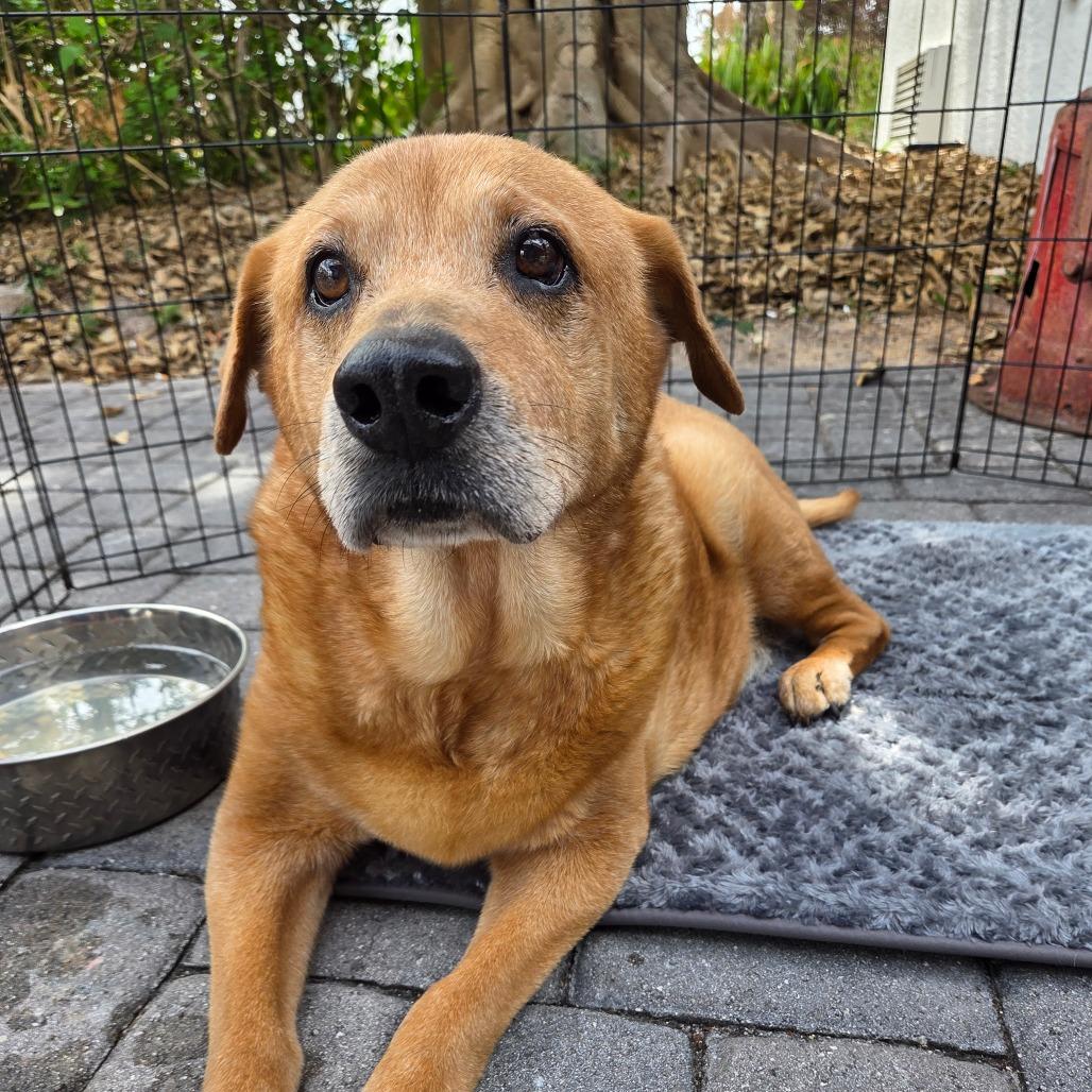 Enlarge Joy, a Adoptable mixed breed in Merritt Island, FL image 1/3