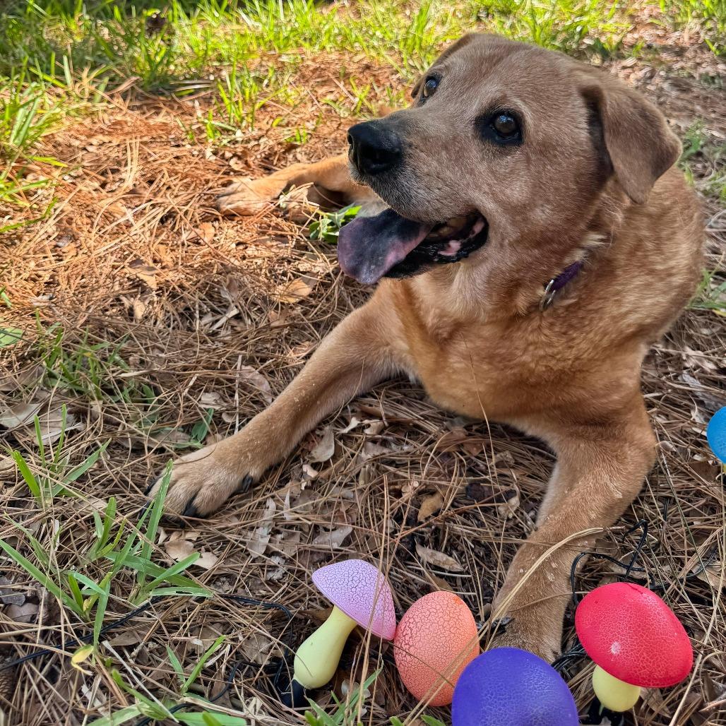 Enlarge Joy, a Adoptable mixed breed in Merritt Island, FL image 3/5