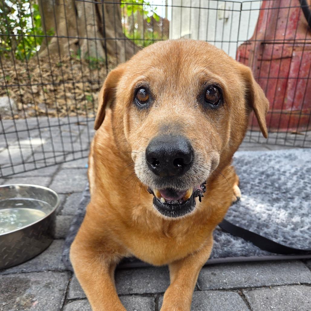 Enlarge Joy, a Adoptable mixed breed in Merritt Island, FL image 2/3