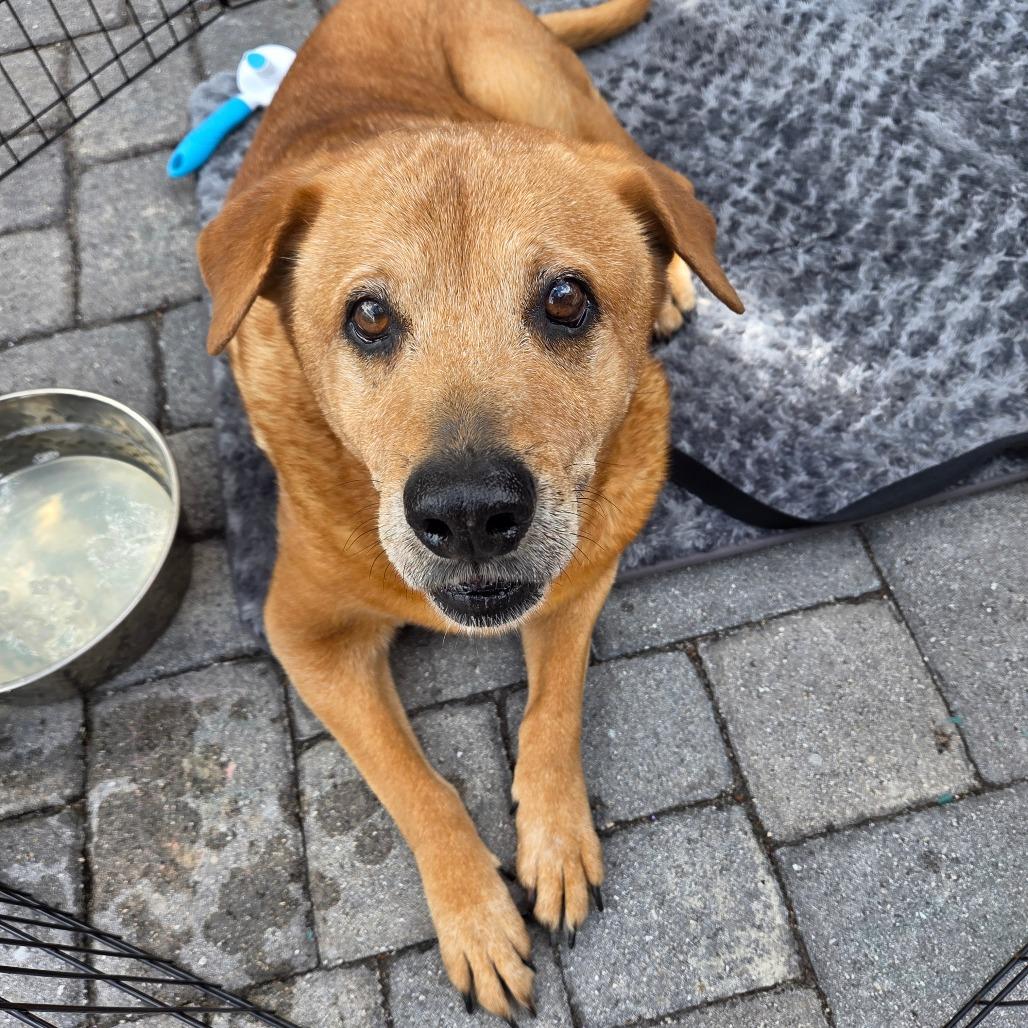 Enlarge Joy, a Adoptable mixed breed in Merritt Island, FL image 3/3