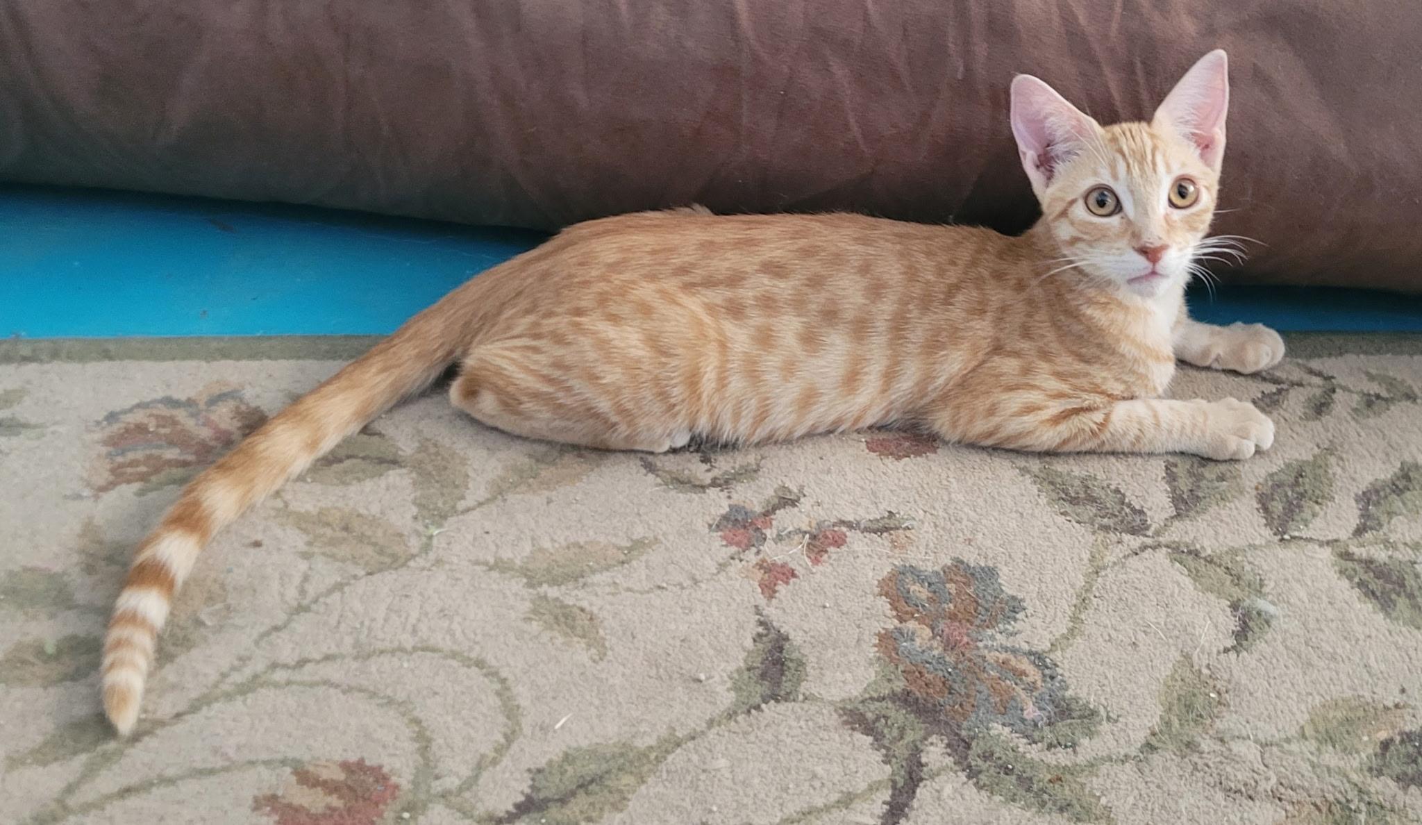 Paul, ADOPTABLE, Young Male Domestic Short Hair.