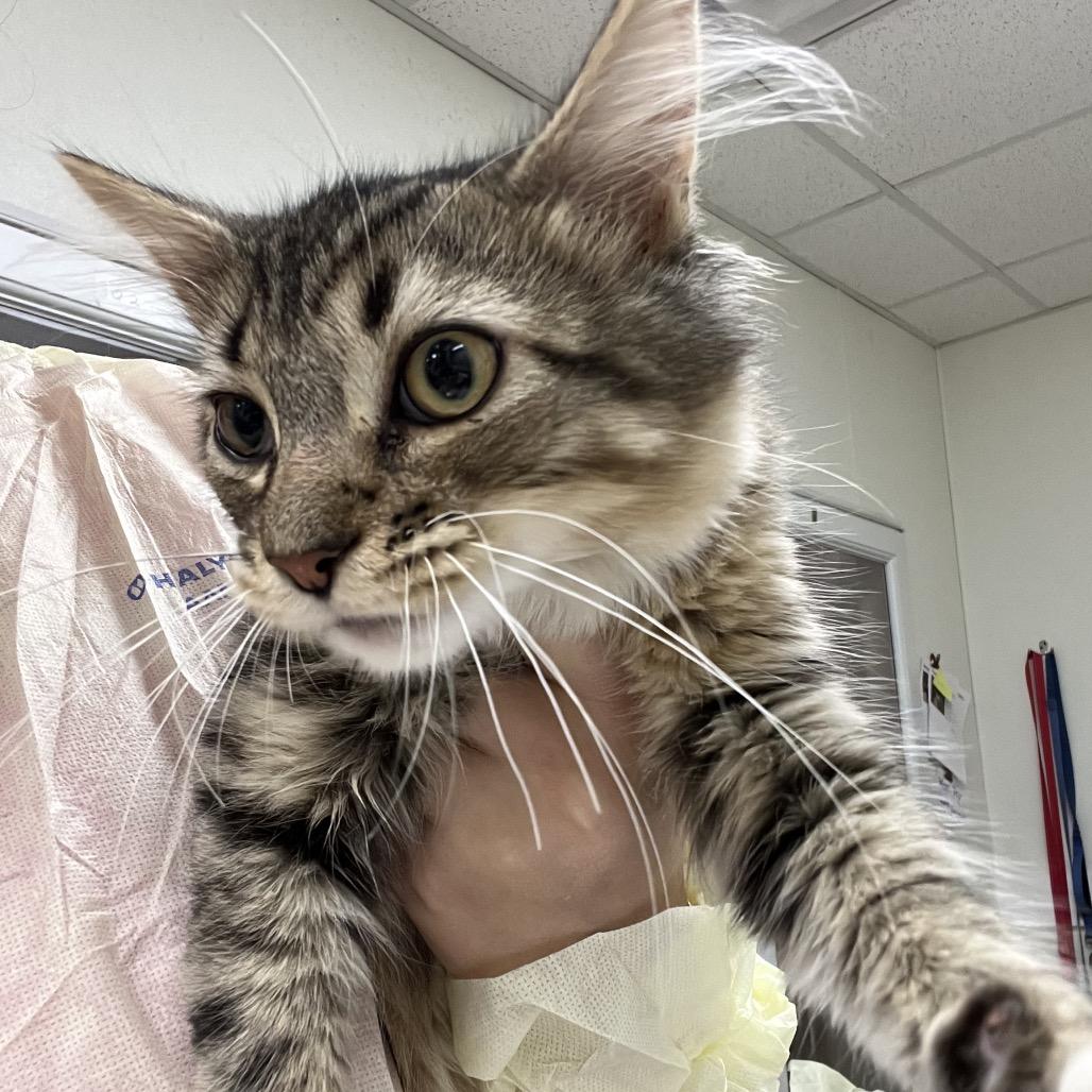 Pretty Mess, Adoptable, Young Male Domestic Medium Hair.