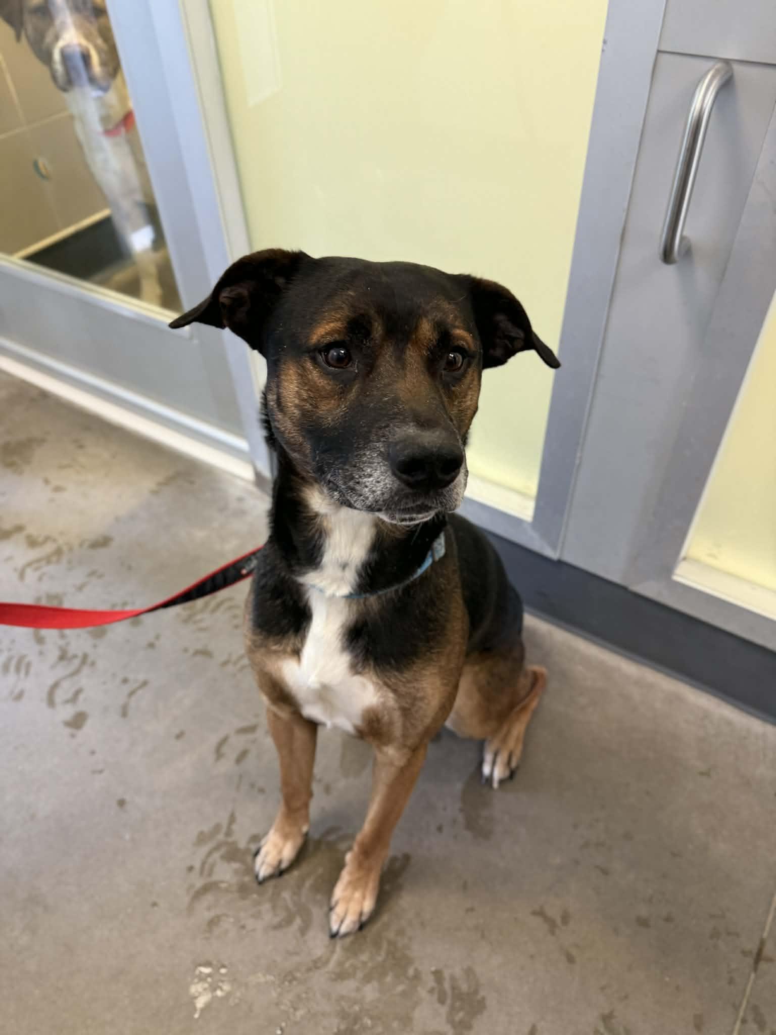 Enlarge Dozer, a Adoptable mixed breed in Elizabethtown, NY image 1/1