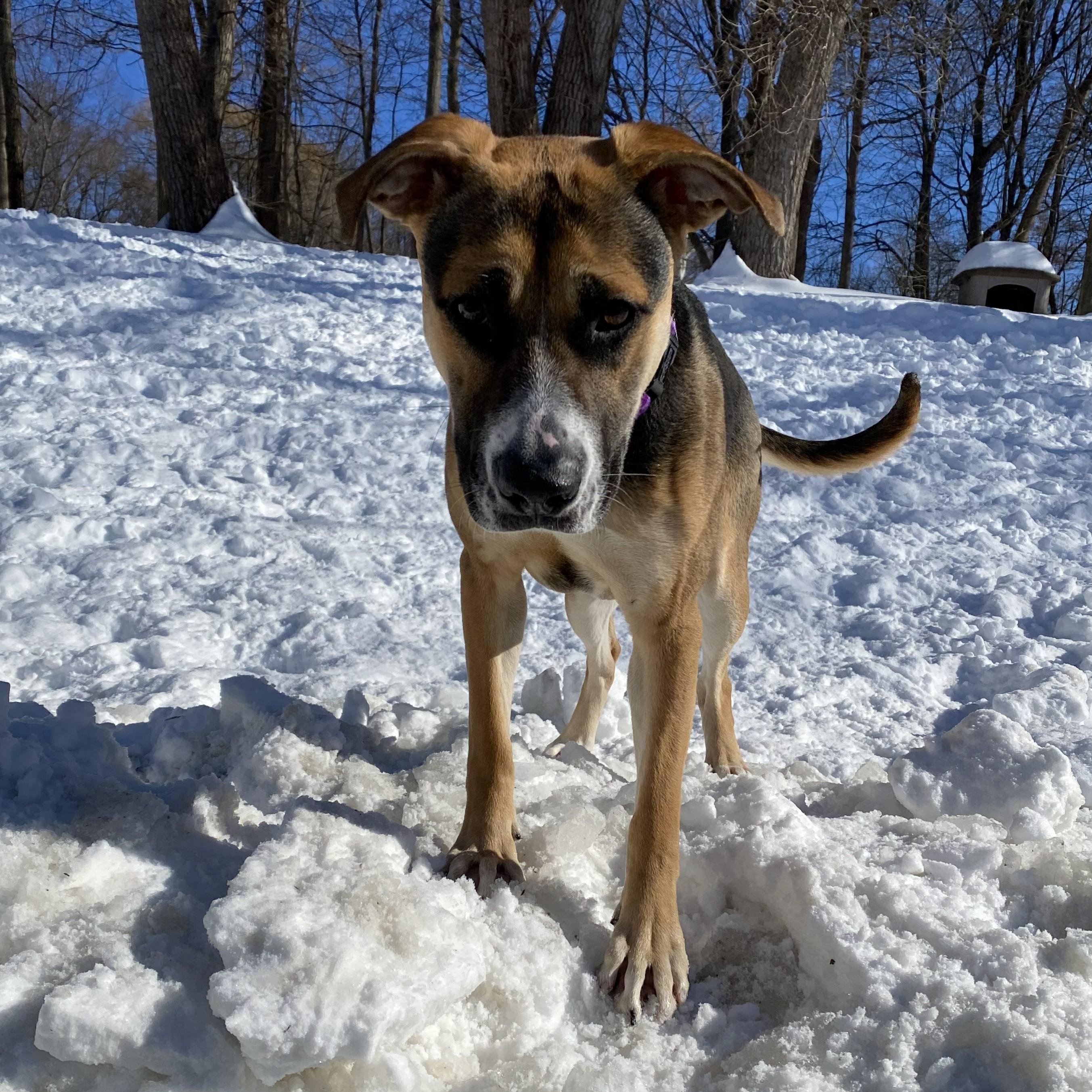 Enlarge Spice, a ADOPTABLE mixed breed in Beacon, NY image 6/6