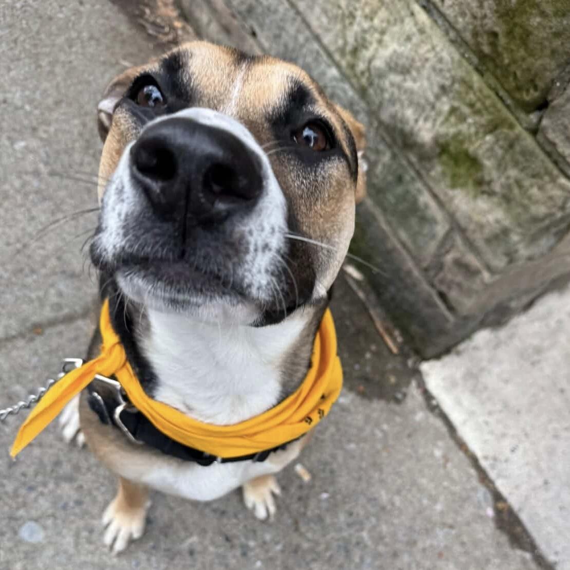 Enlarge Spice, a ADOPTABLE mixed breed in Beacon, NY image 3/6