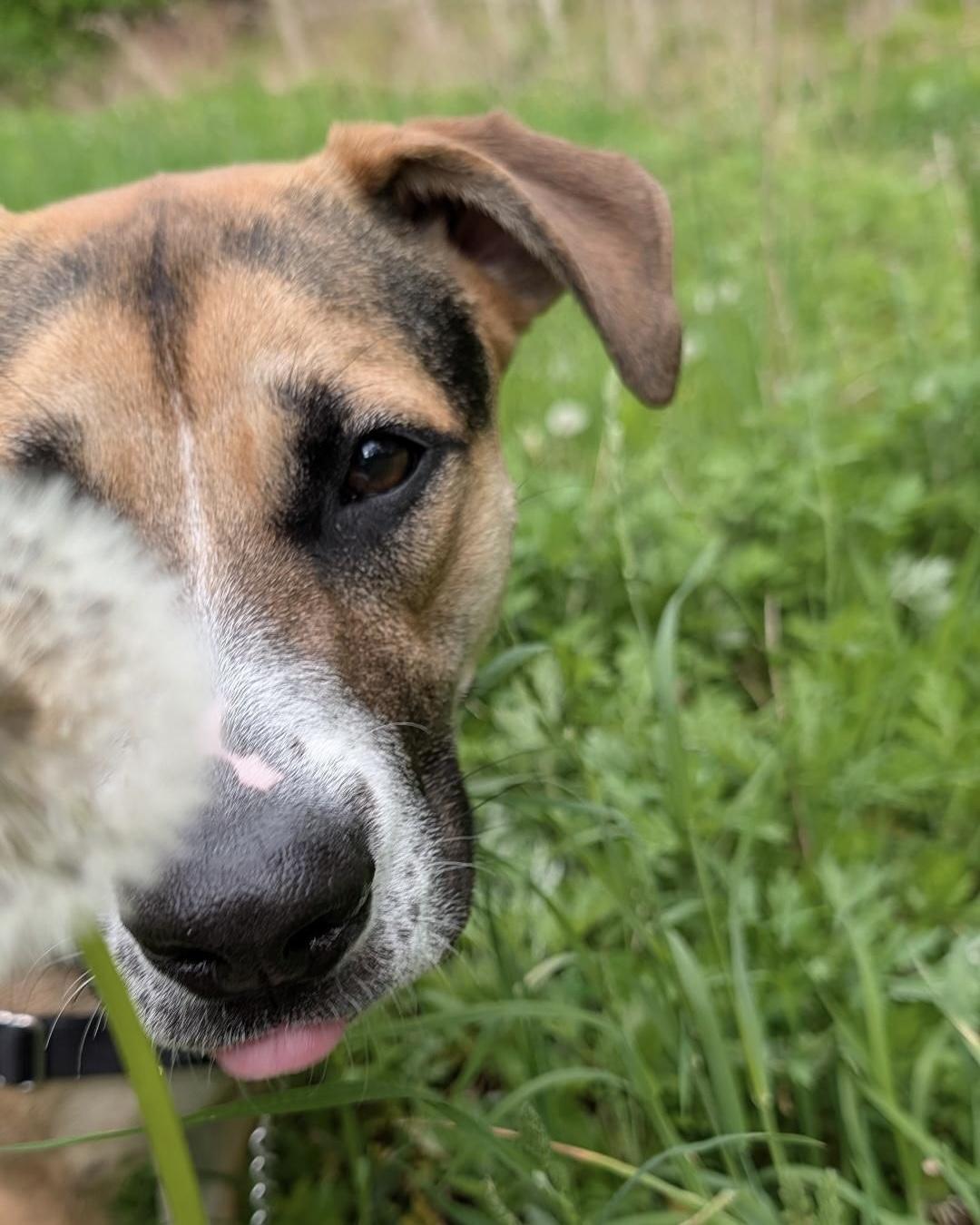 Enlarge Spice, a ADOPTABLE mixed breed in Beacon, NY image 6/6