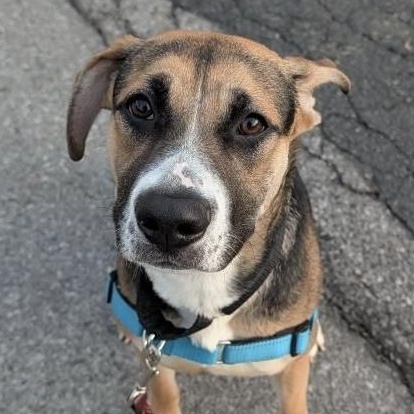 Enlarge Spice, a ADOPTABLE mixed breed in Beacon, NY image 3/6