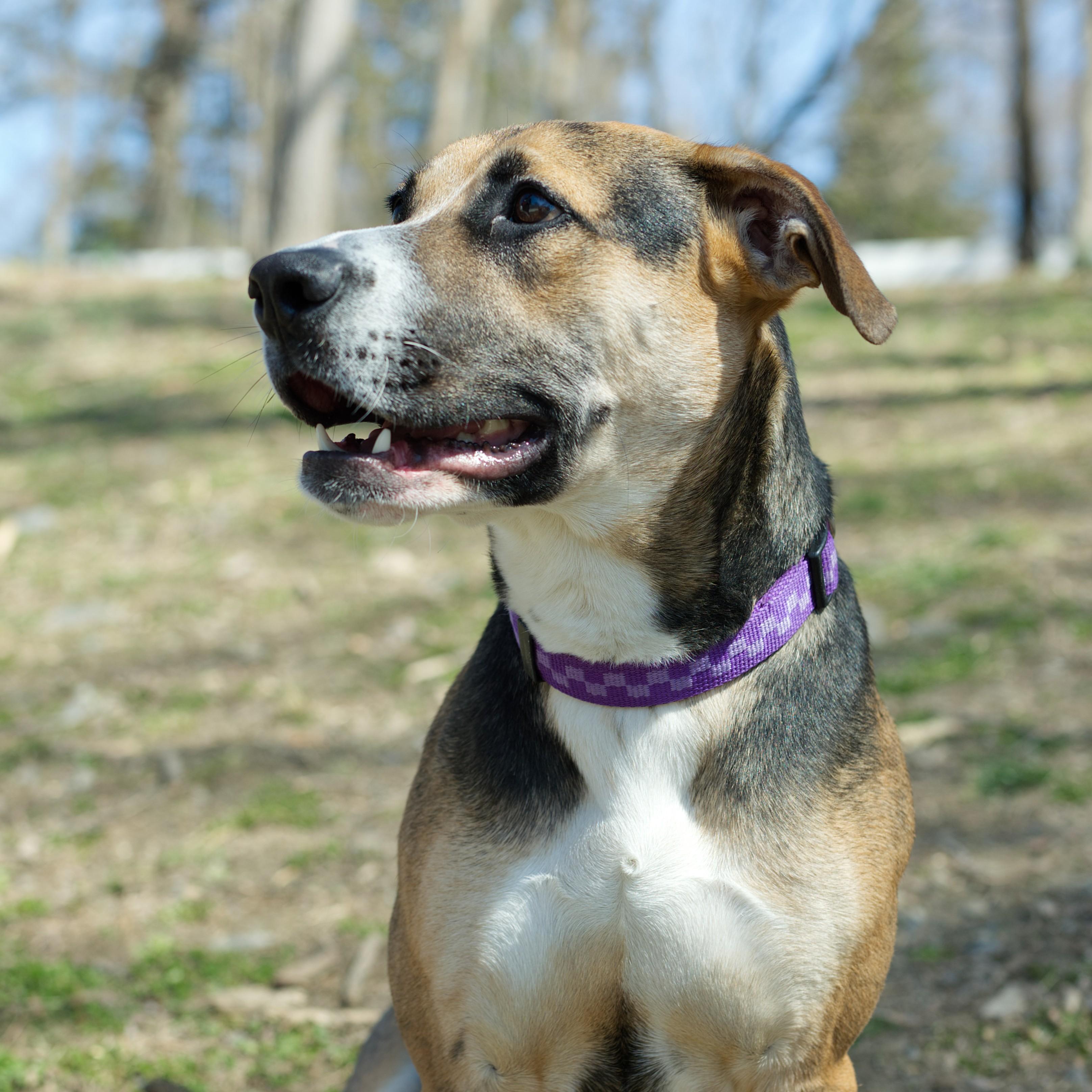 Spice, ADOPTABLE, Puppy Female Shepherd.