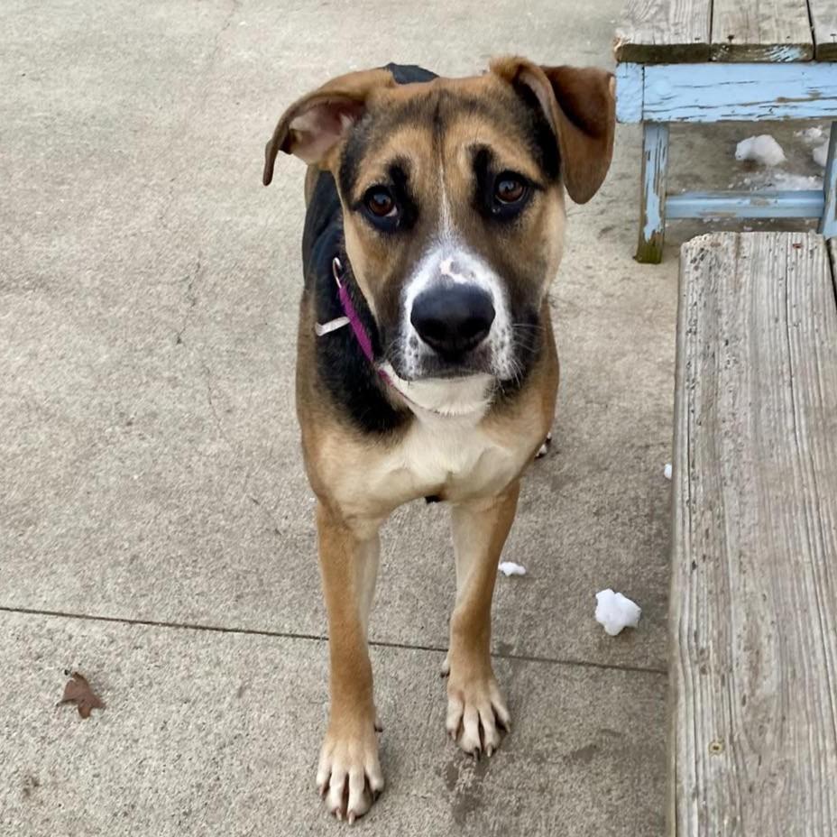 Spice, ADOPTABLE, Puppy Female Shepherd.