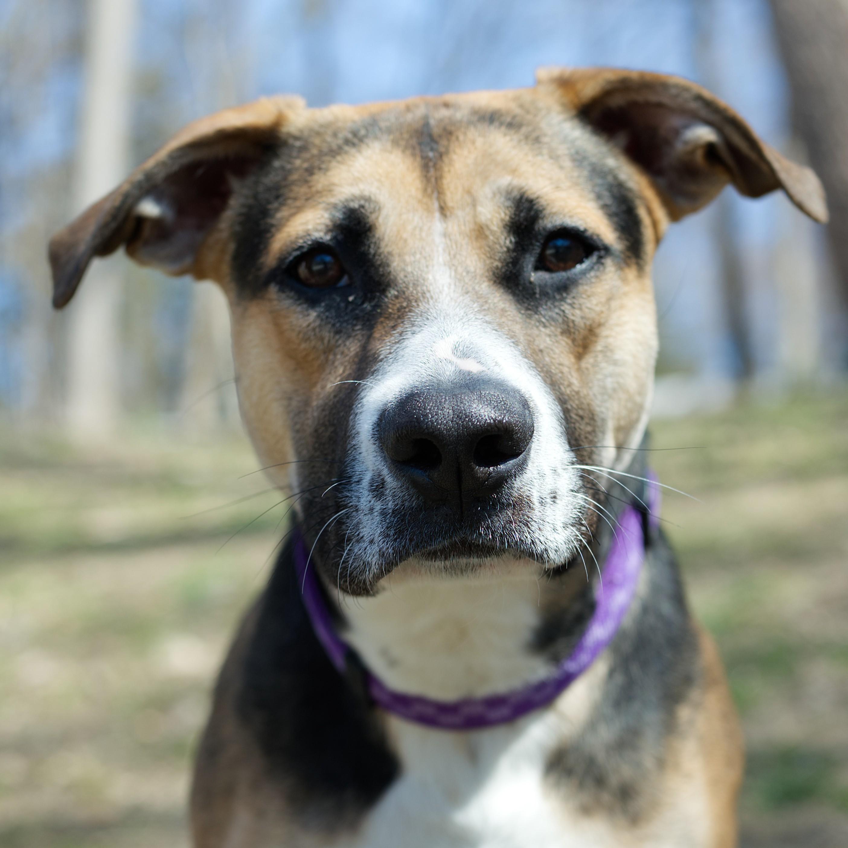 Enlarge Spice, a ADOPTABLE mixed breed in Beacon, NY image 5/6