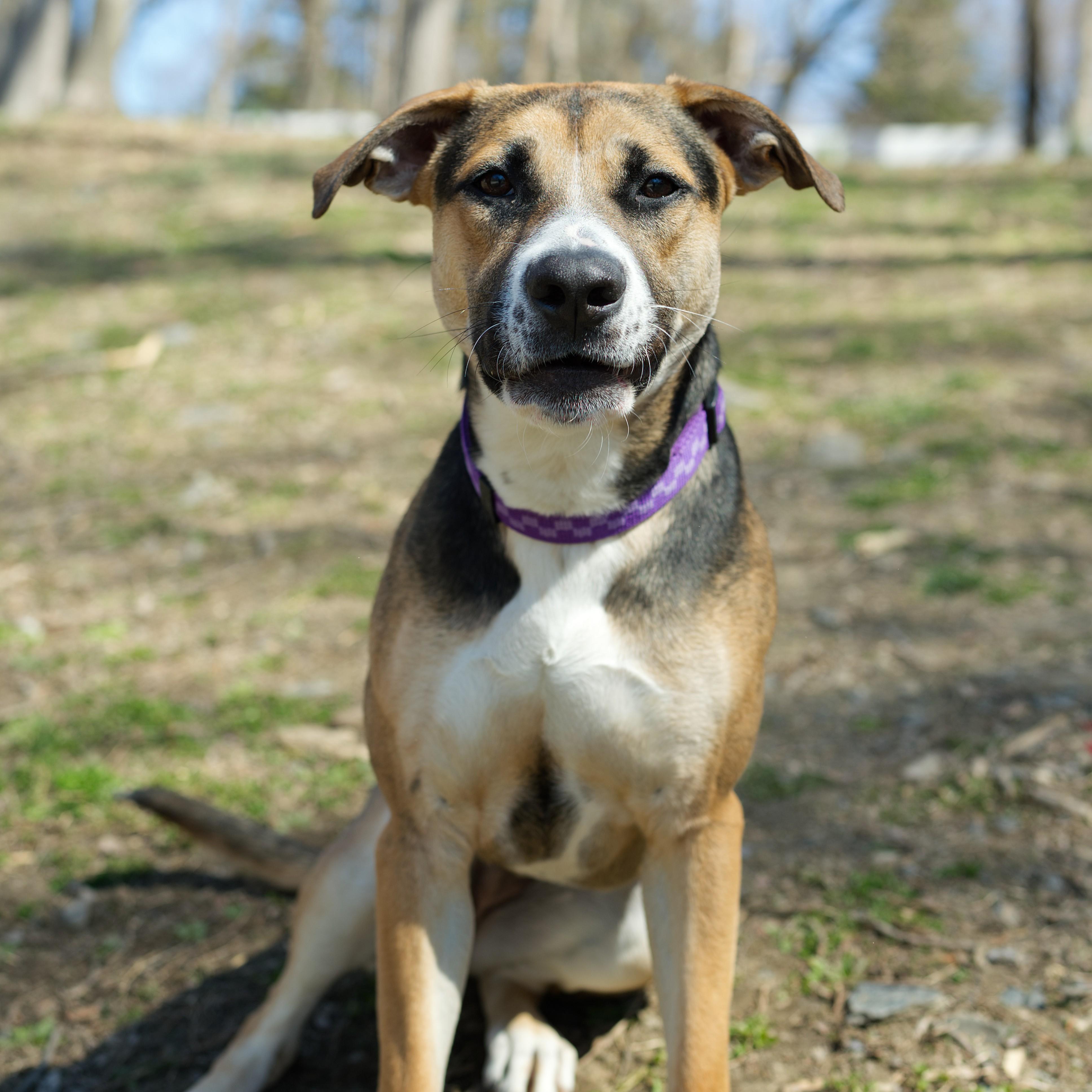 Enlarge Spice, a ADOPTABLE mixed breed in Beacon, NY image 6/6