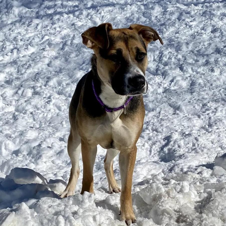 Enlarge Spice, a ADOPTABLE mixed breed in Beacon, NY image 5/6