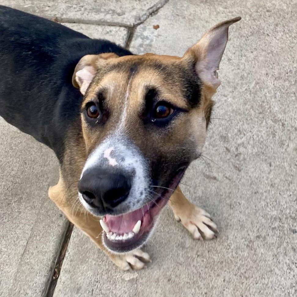 Enlarge Spice, a ADOPTABLE mixed breed in Beacon, NY image 2/6