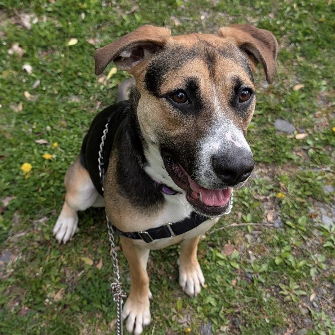 Enlarge Spice, a ADOPTABLE mixed breed in Beacon, NY image 5/6
