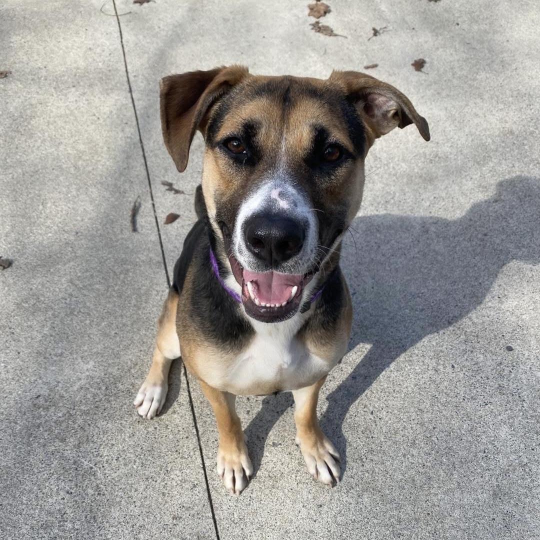 Enlarge Spice, a ADOPTABLE mixed breed in Beacon, NY image 2/6