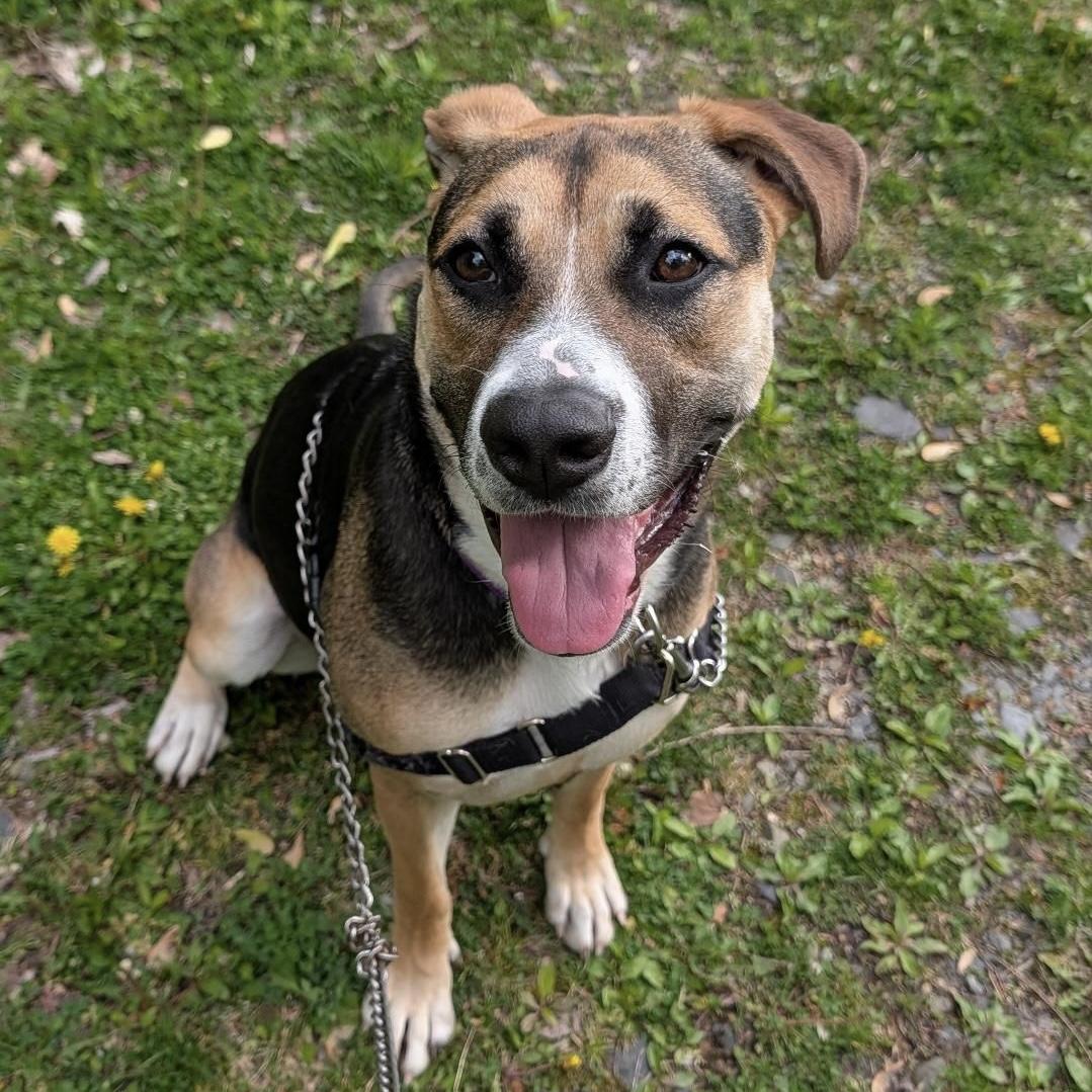Spice, ADOPTABLE, Puppy Female Shepherd.