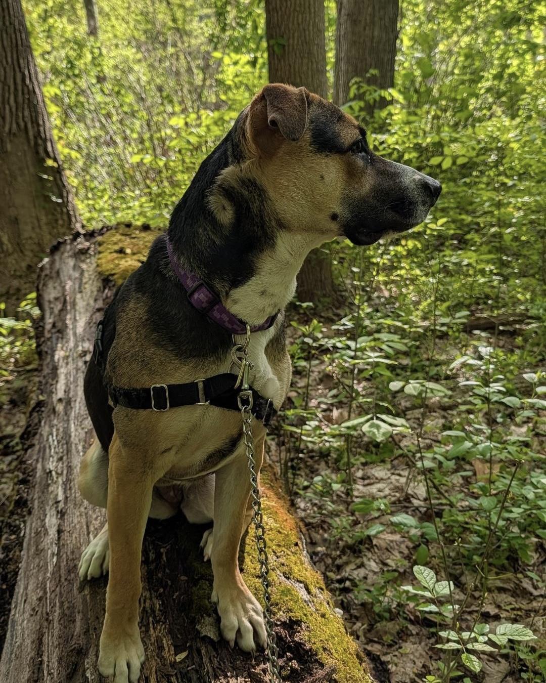 Enlarge Spice, a ADOPTABLE mixed breed in Beacon, NY image 4/6