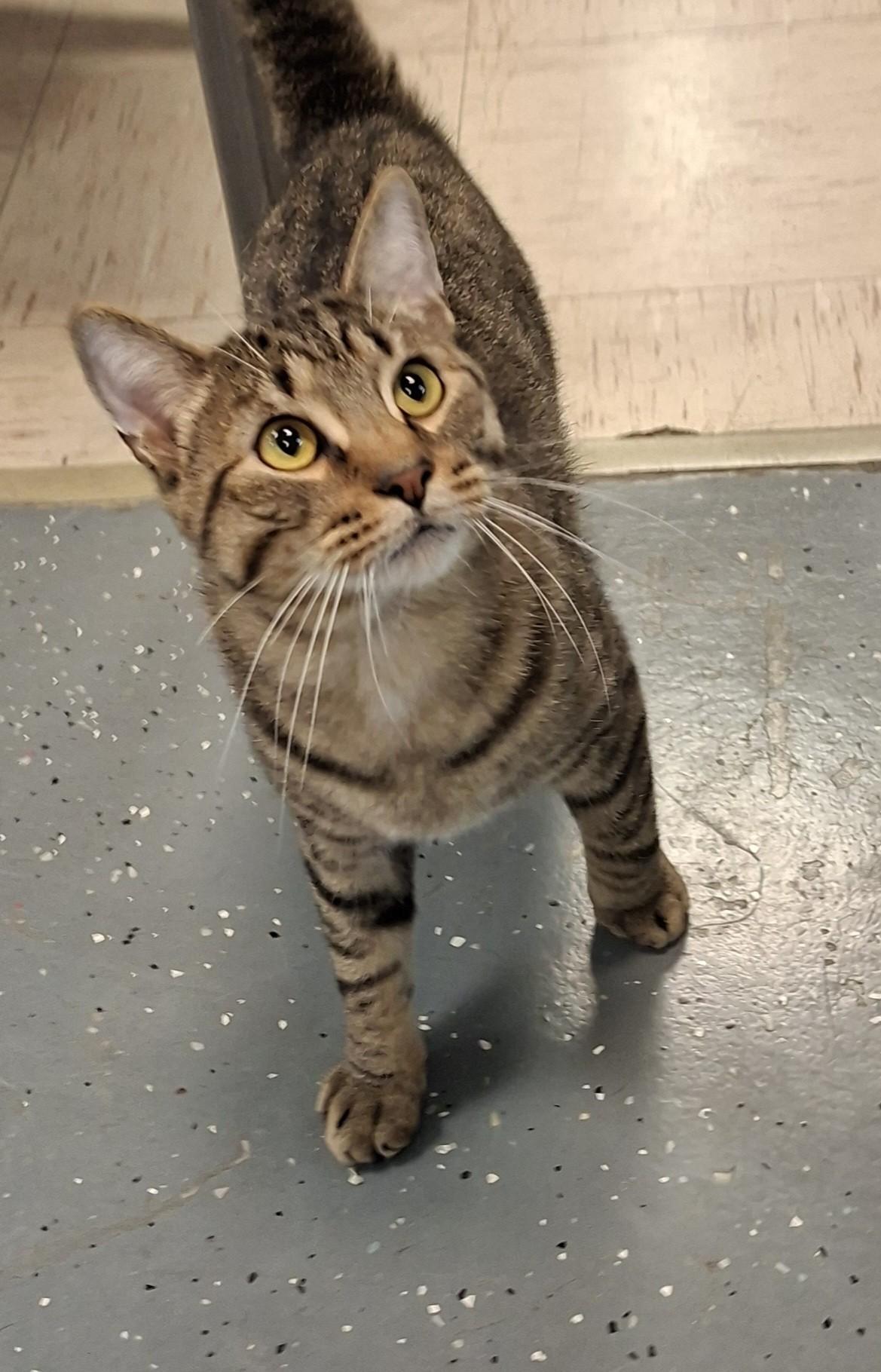 Enlarge Rutherford, a ADOPTABLE Domestic Short Hair in Wallingford, CT image 2/2