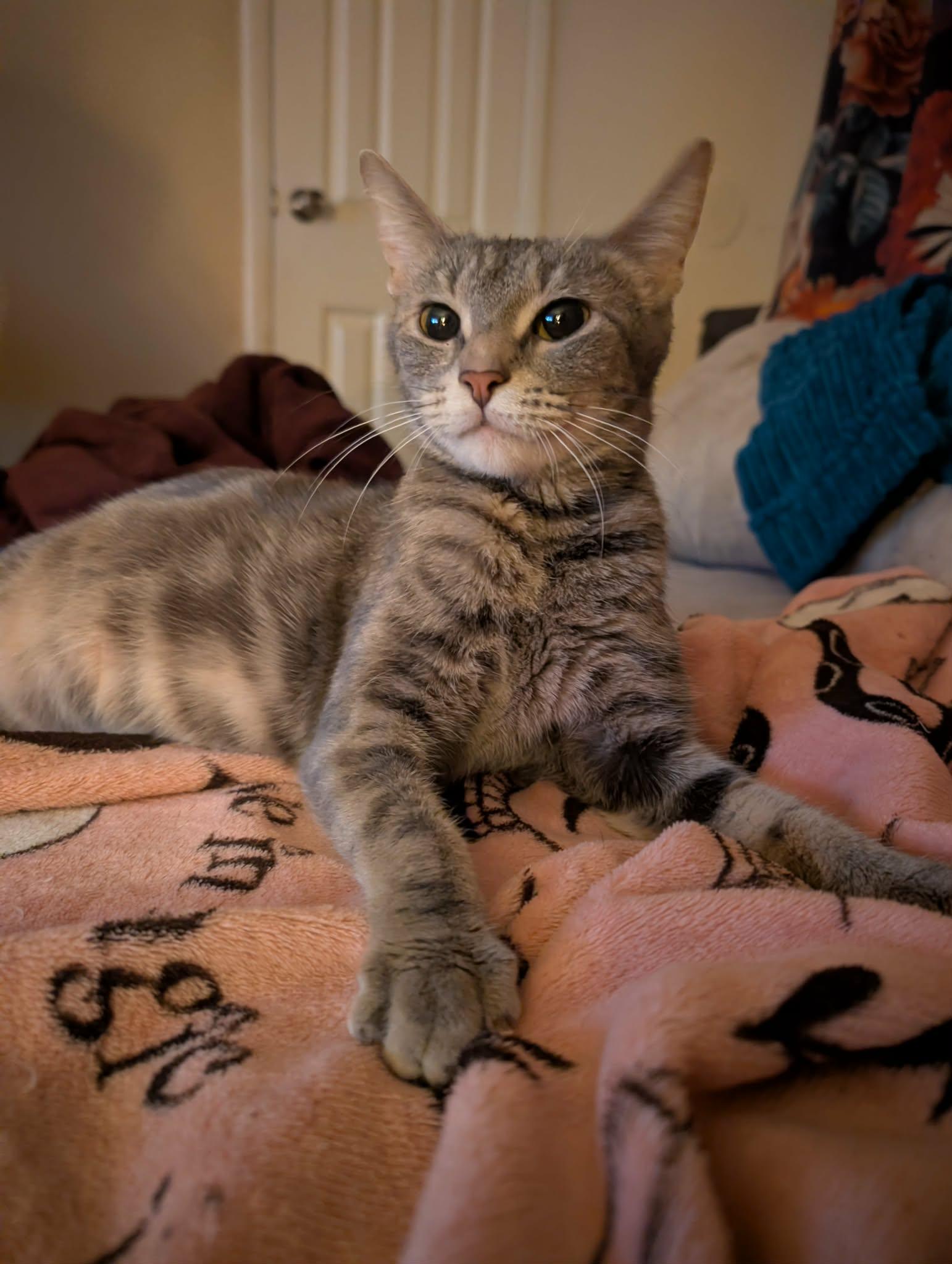 Enlarge Tabitha, a Adoptable Domestic Short Hair in Randolph, AL image 1/2