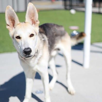 Marvin — thumbnail 3