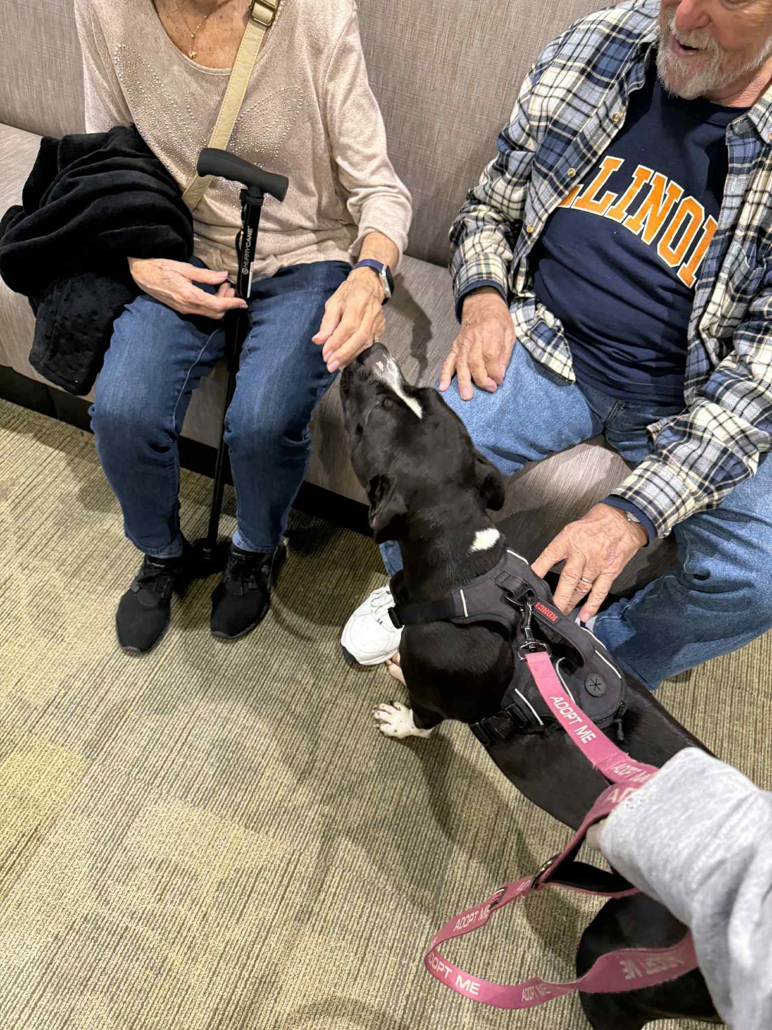 Enlarge Kobe, a Adoptable mixed breed in Richmond, KY image 4/6
