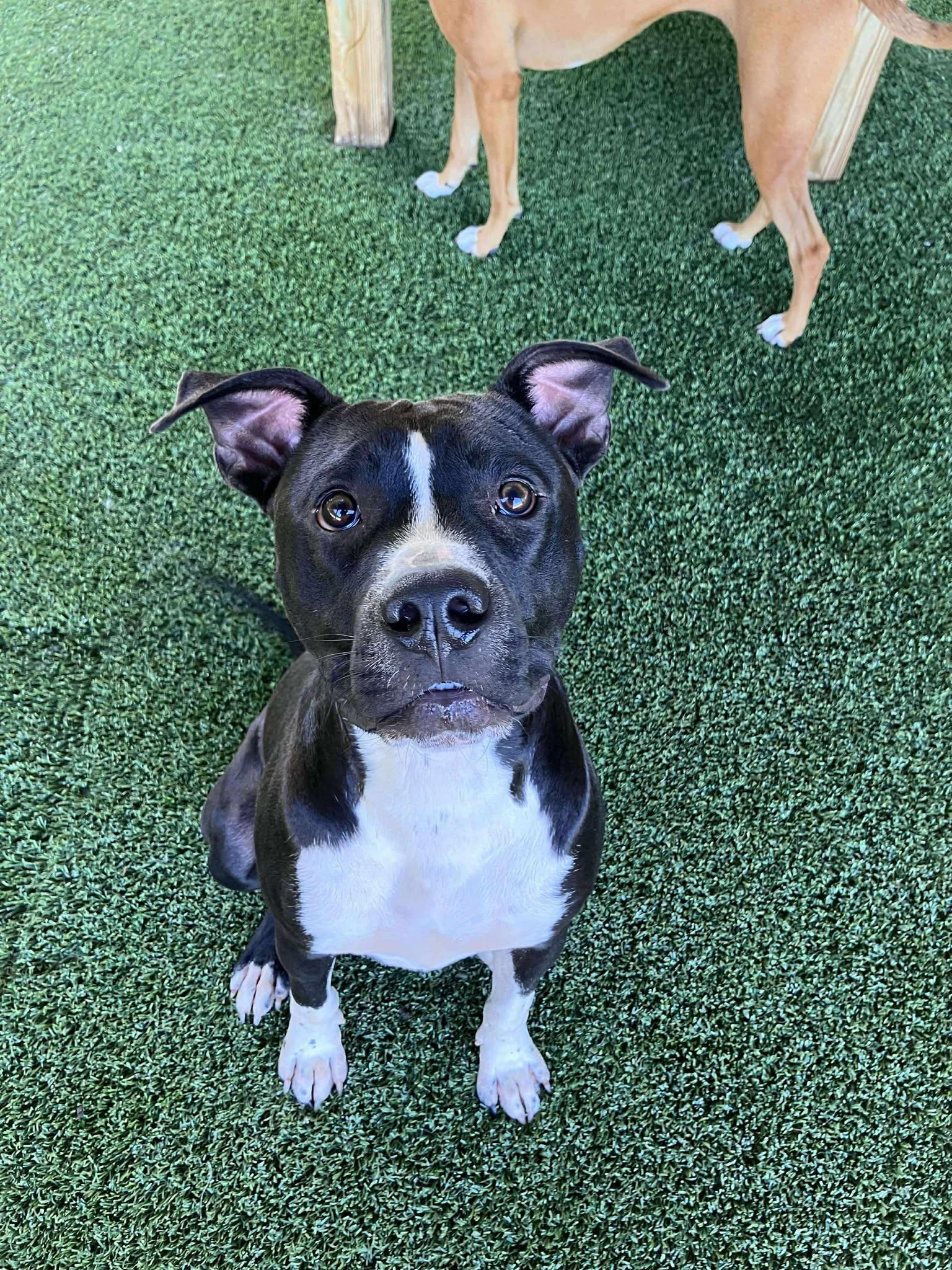 Kobe, Adoptable, Young Male Pit Bull Terrier.