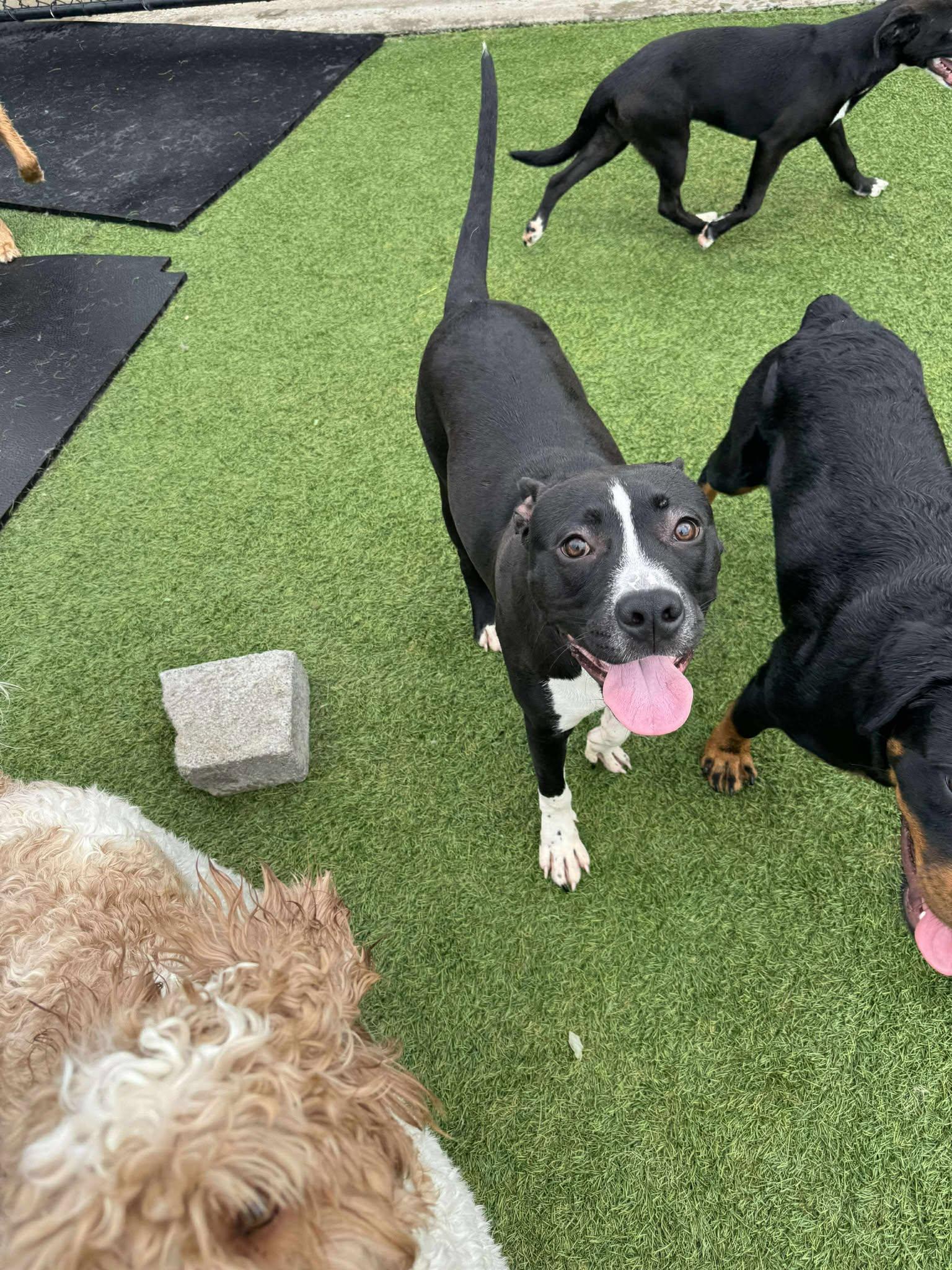 Enlarge Kobe, a Adoptable mixed breed in Richmond, KY image 5/6