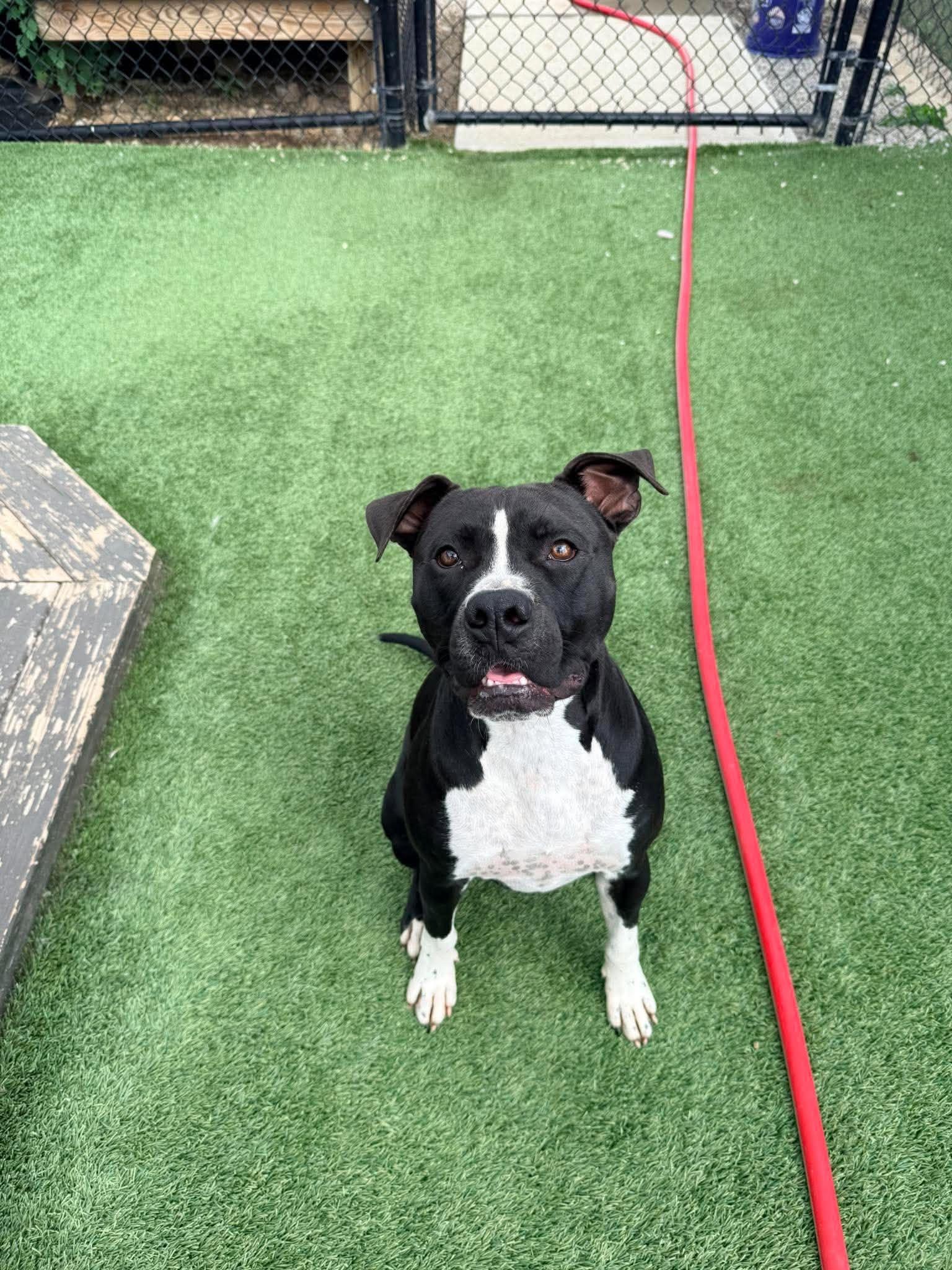 Enlarge Kobe, a Adoptable mixed breed in Richmond, KY image 1/6
