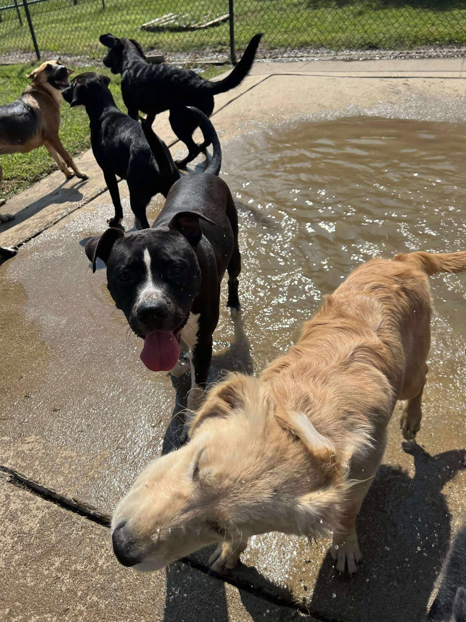 Enlarge Kobe, a Adoptable mixed breed in Richmond, KY image 6/6