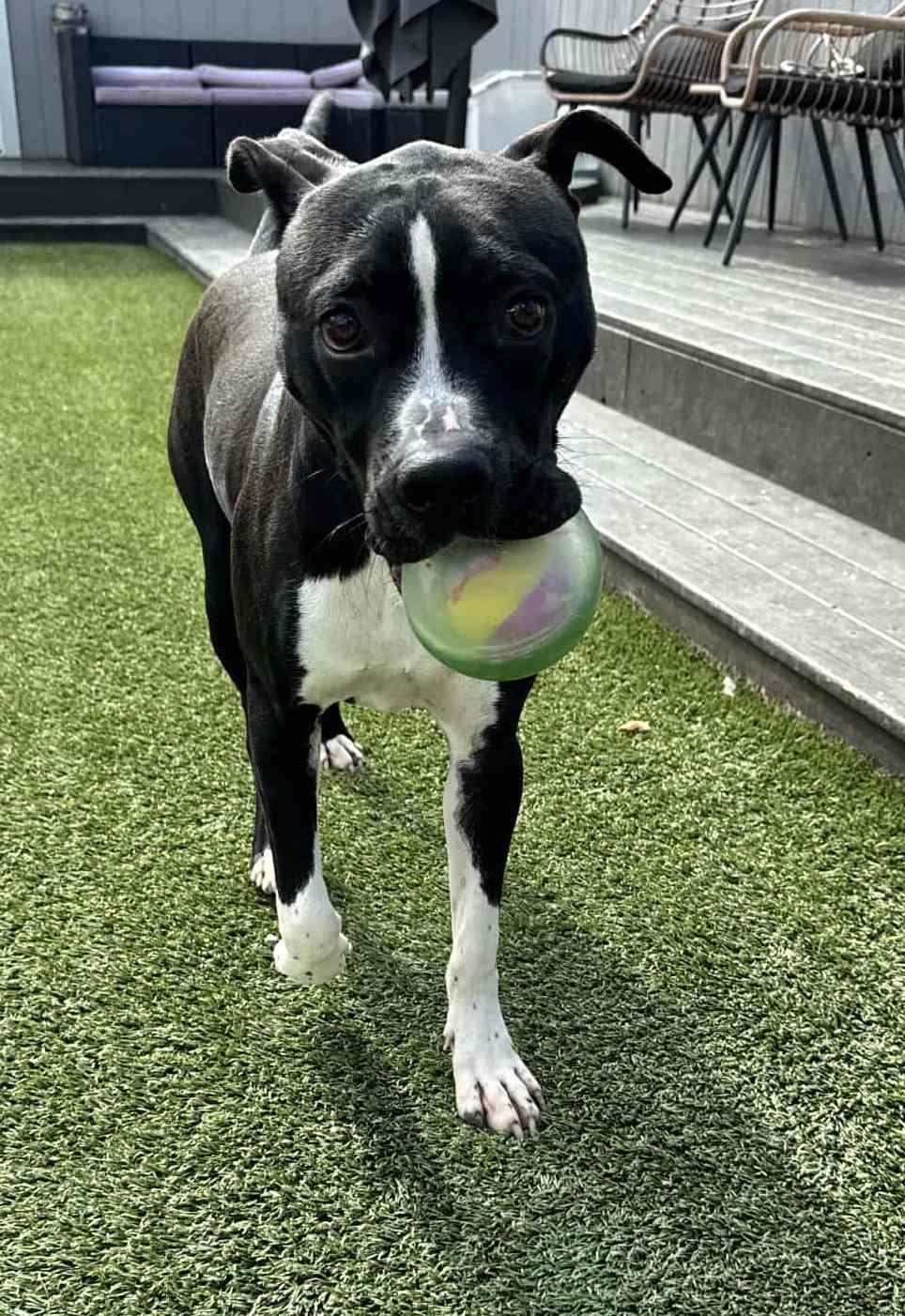 Kobe, Adoptable, Young Male Pit Bull Terrier.