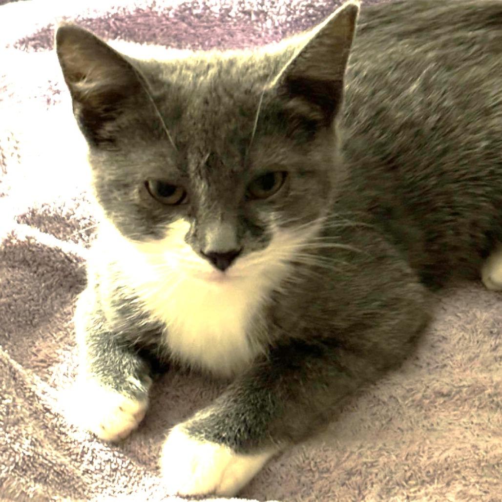 Enlarge Tuxedo, a Adoptable Domestic Short Hair in Winchester, VA image 1/1