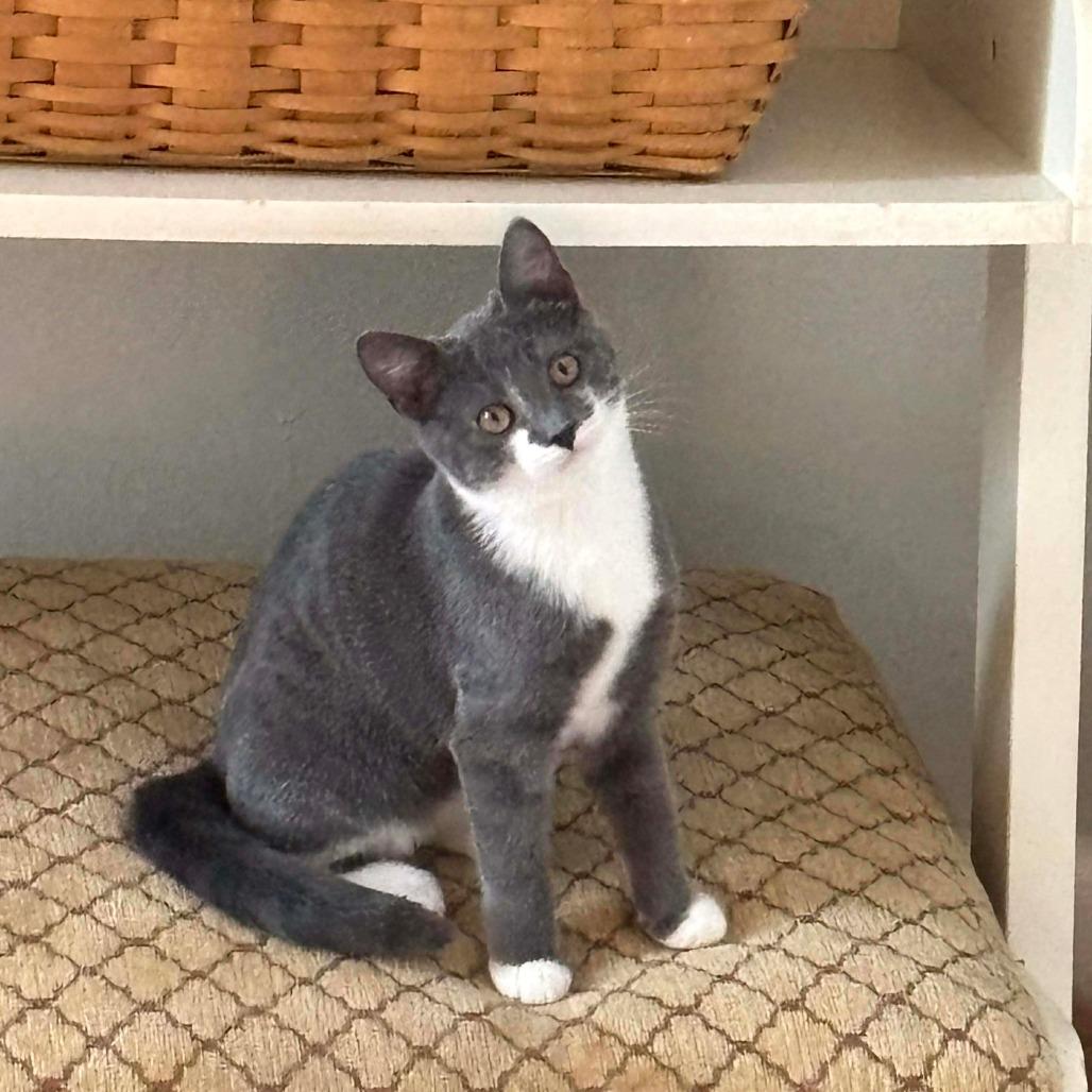 Enlarge Tuxedo, a Adoptable Domestic Short Hair in Winchester, VA image 2/2