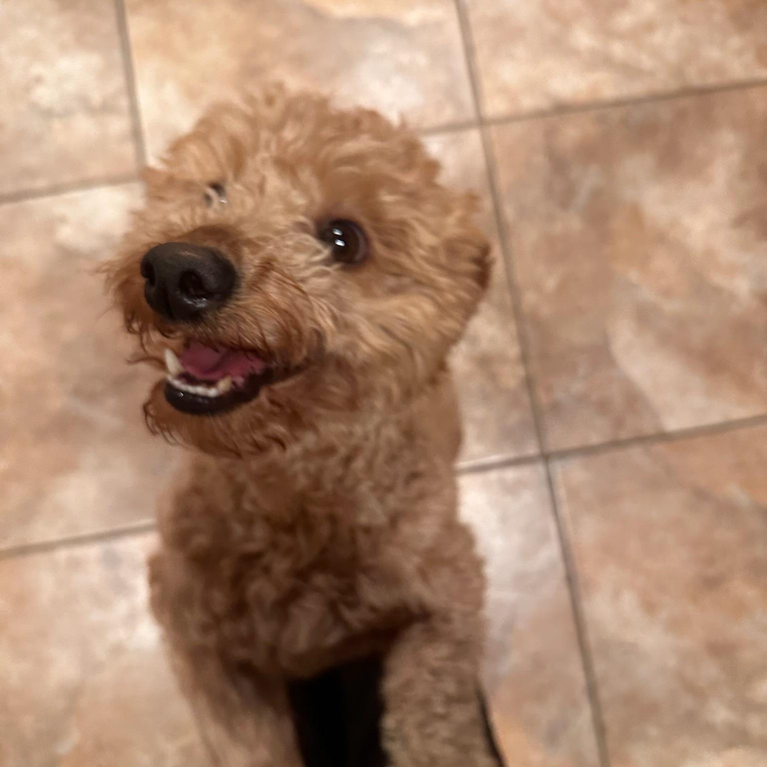 Enlarge Beethoven, a ADOPTABLE Poodle (Toy) in Reeds Spring, MO image 3/4