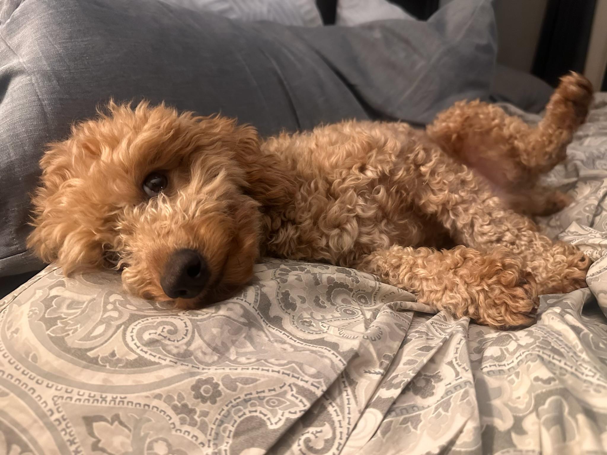 Enlarge Beethoven, a ADOPTABLE Poodle (Toy) in Reeds Spring, MO image 2/4