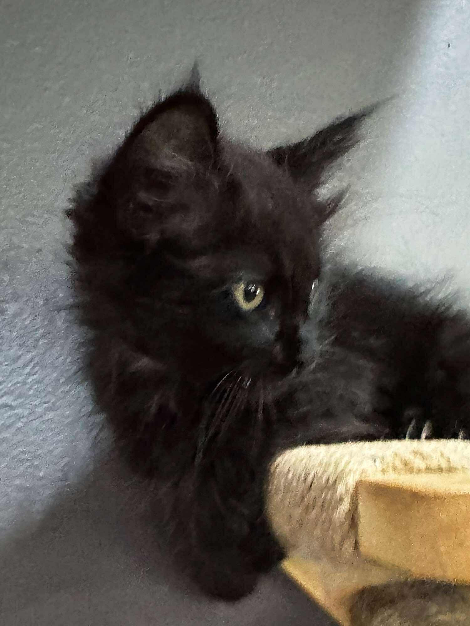 Nutmeg, an adoptable Domestic Medium Hair in Sioux Falls, SD, 57101 | Photo Image 6