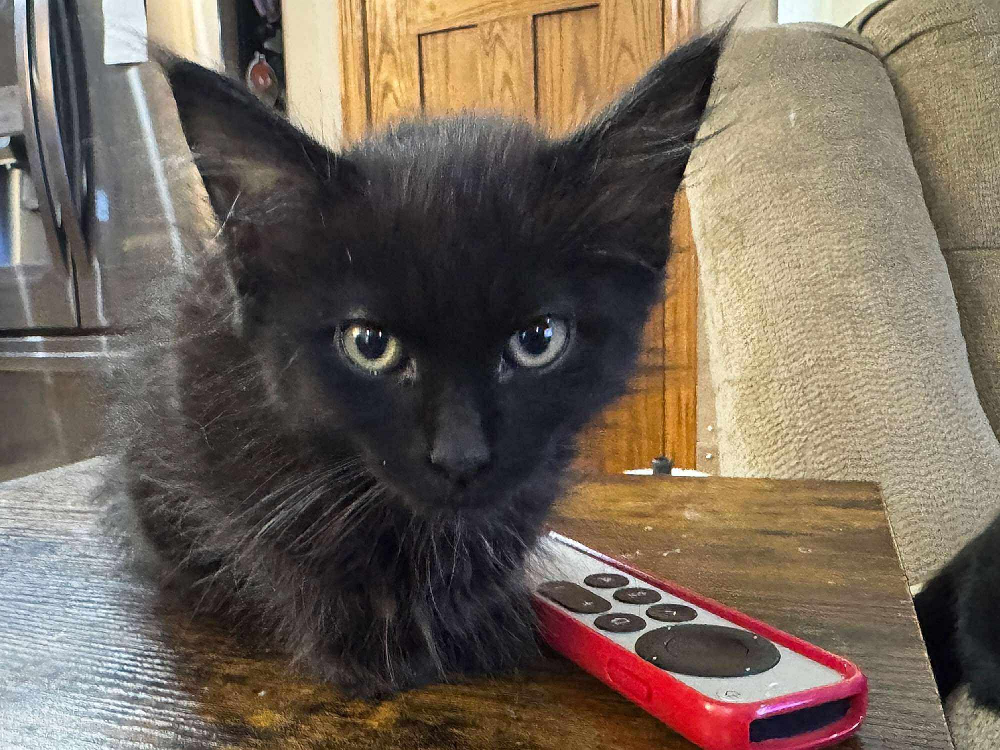 Nutmeg, an adoptable Domestic Medium Hair in Sioux Falls, SD, 57101 | Photo Image 2