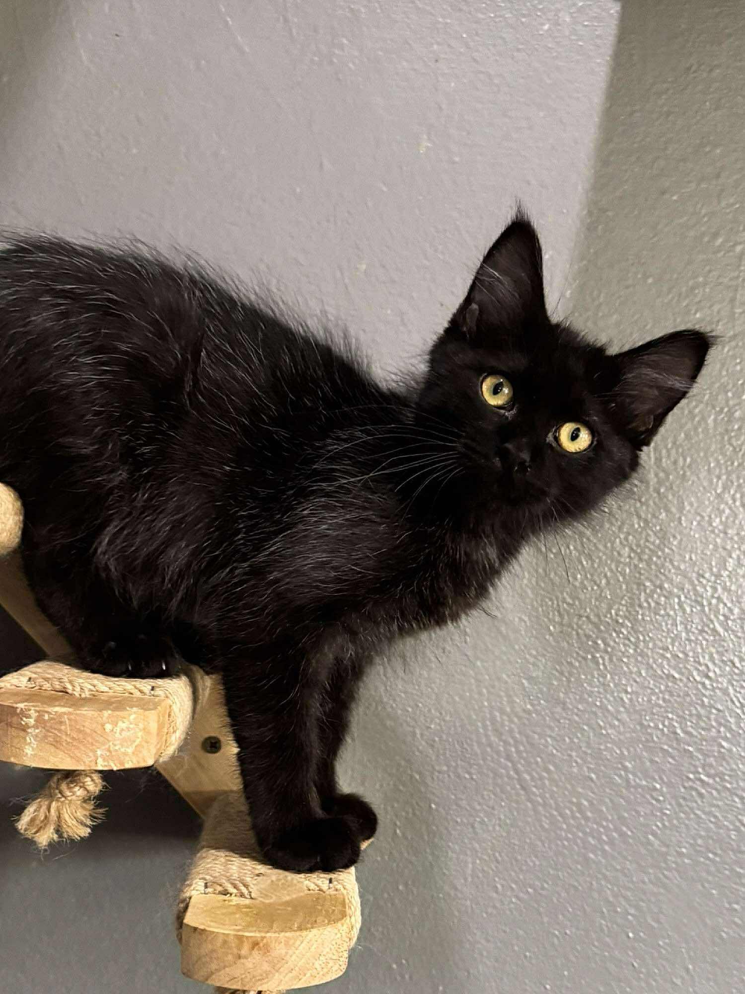 Nutmeg, an adoptable Domestic Medium Hair in Sioux Falls, SD, 57101 | Photo Image 1