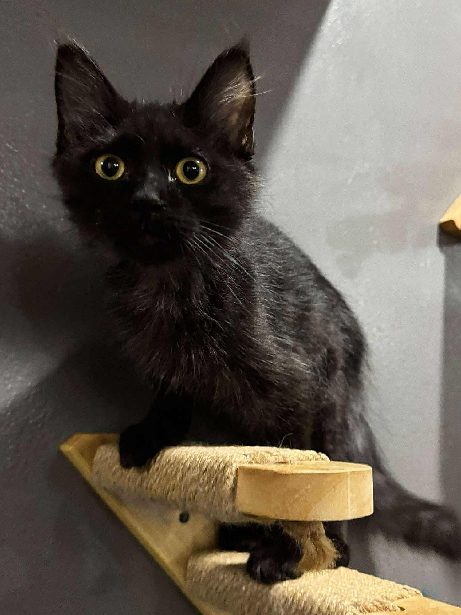 Nutmeg, an adoptable Domestic Medium Hair in Sioux Falls, SD, 57101 | Photo Image 3