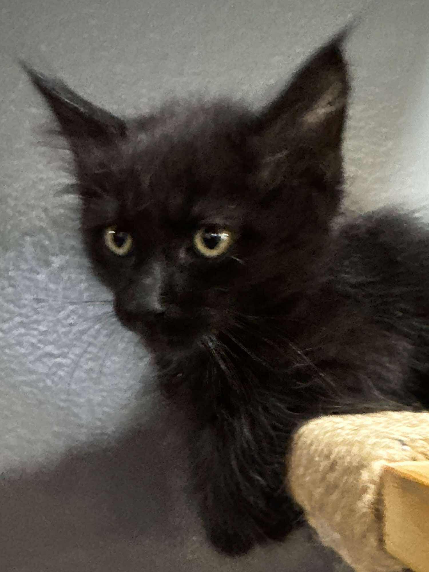 Nutmeg, an adoptable Domestic Medium Hair in Sioux Falls, SD, 57101 | Photo Image 5