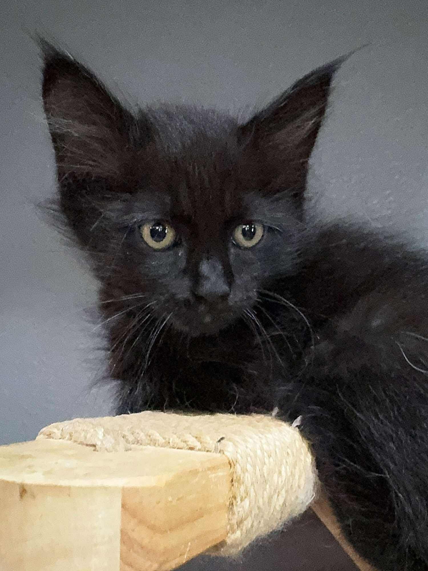 Nutmeg, an adoptable Domestic Medium Hair in Sioux Falls, SD, 57101 | Photo Image 4