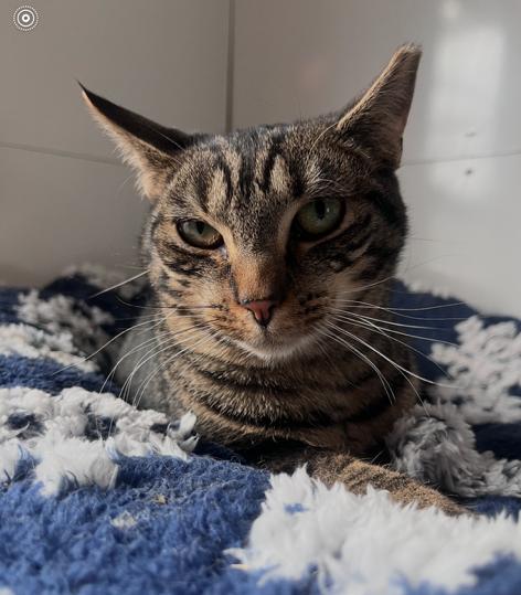 Enlarge Sammie, a Adoptable Tabby in Baltimore, MD image 1/1