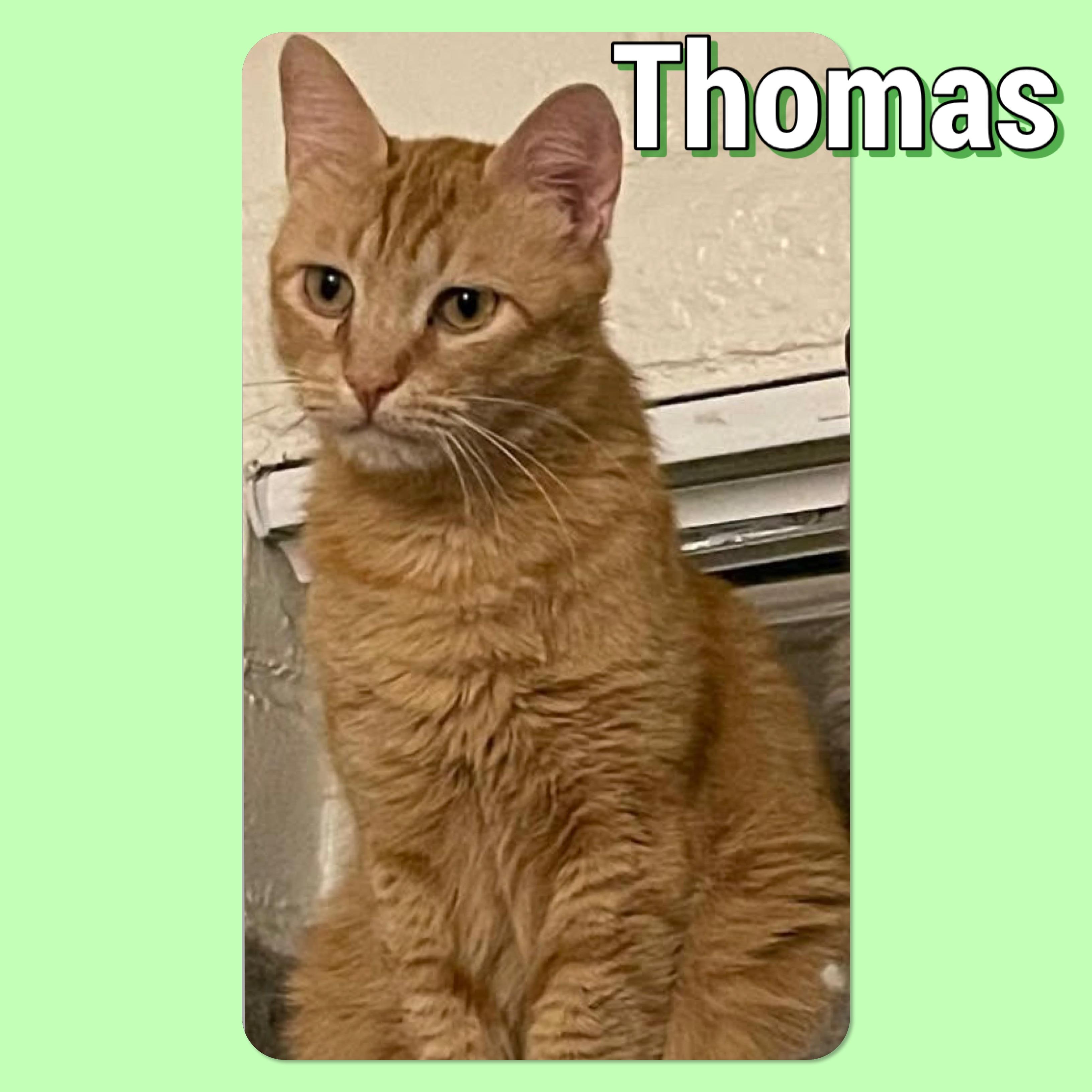 Thomas, Adult Male Domestic Short Hair