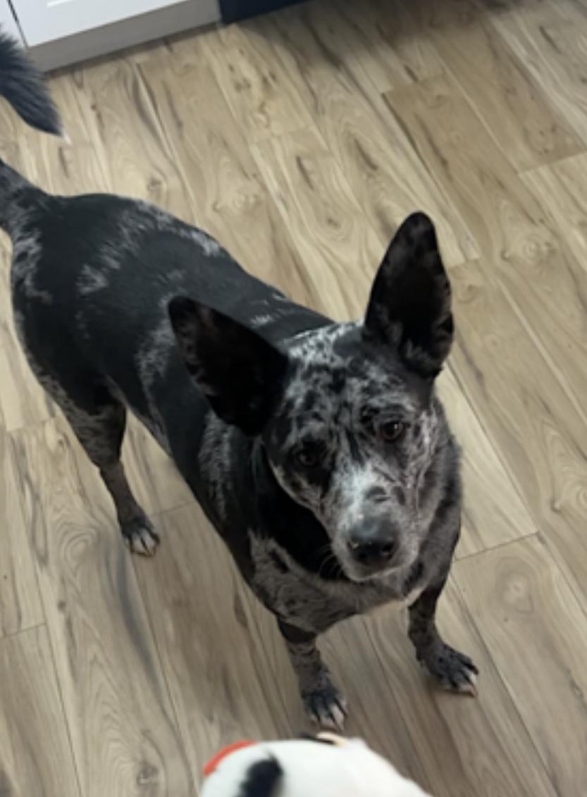 Jasper — thumbnail 3