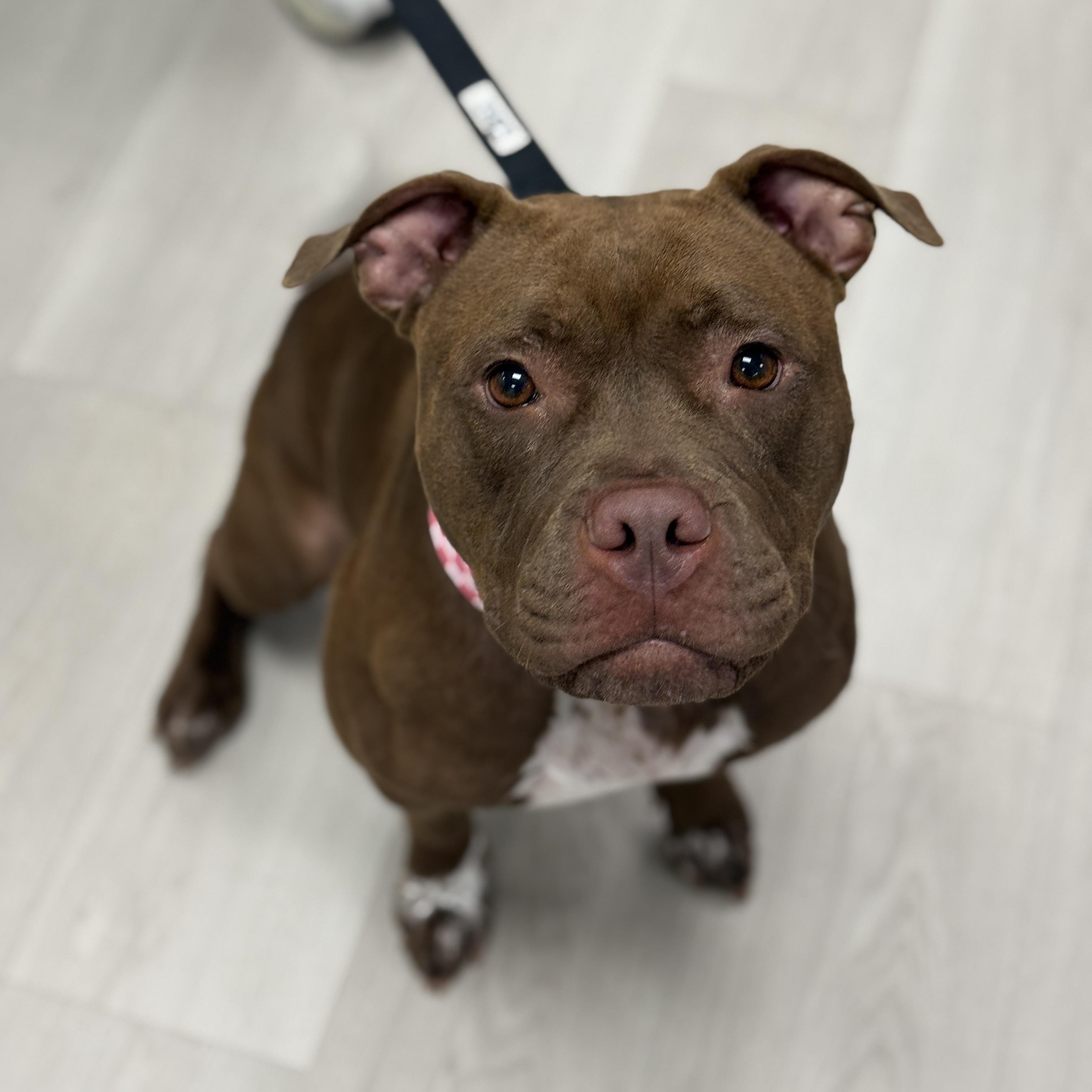 Enlarge Ruby, a Adoptable mixed breed in Deltona, FL image 5/6