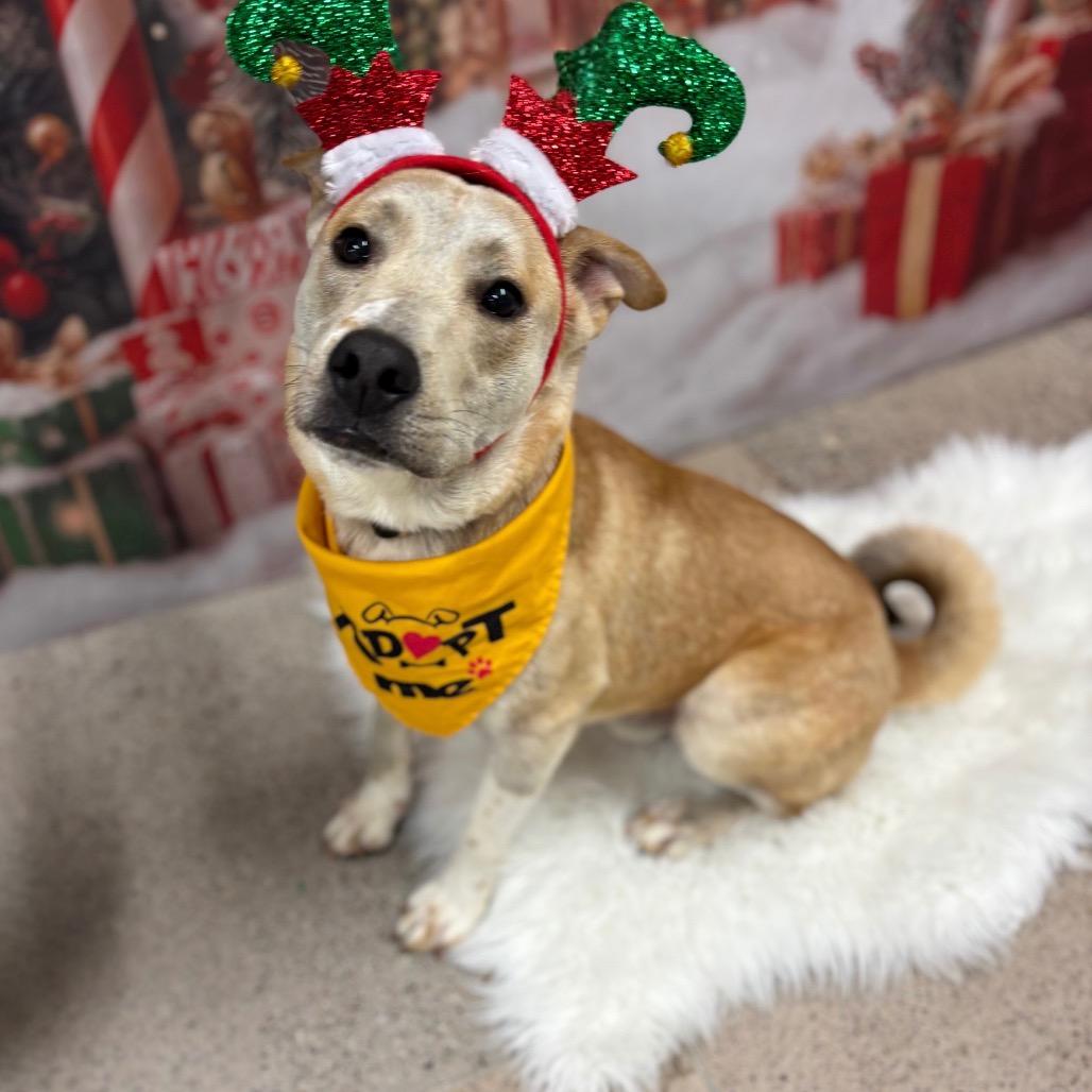 Enlarge Ben, a Adoptable Carolina Dog in Phoenix, AZ image 2/6