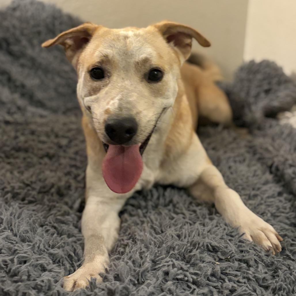 Enlarge Ben, a Adoptable Carolina Dog in Phoenix, AZ image 3/6