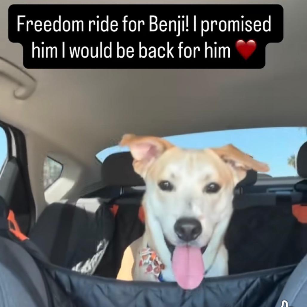 Enlarge Ben, a Adoptable Carolina Dog in Phoenix, AZ image 4/6